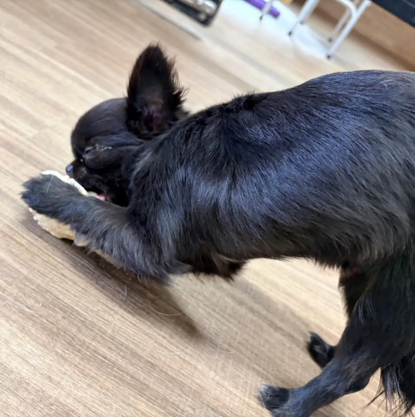 入会してくれたミグちゃんです💖