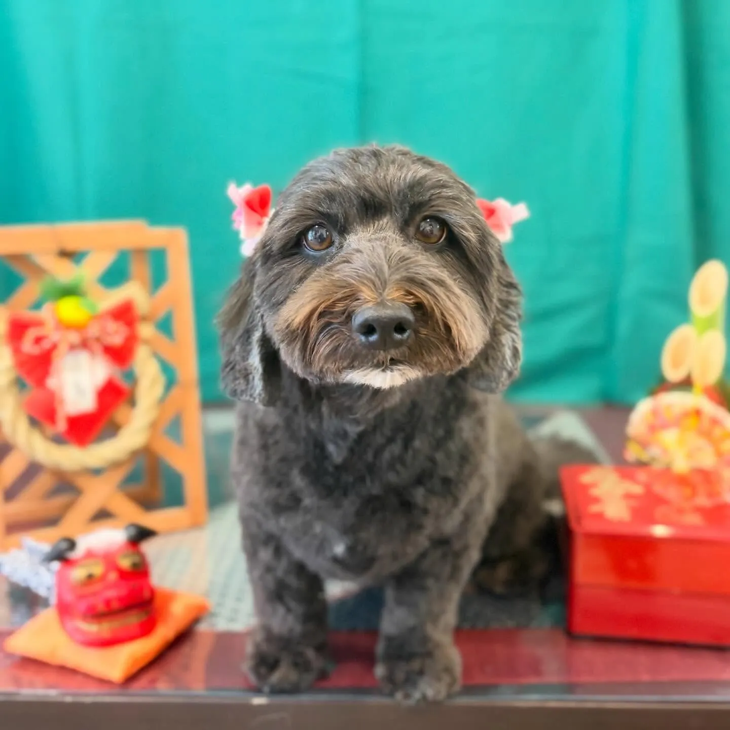 トリミングのセットメニューをご利用頂いたわんこたち🎶