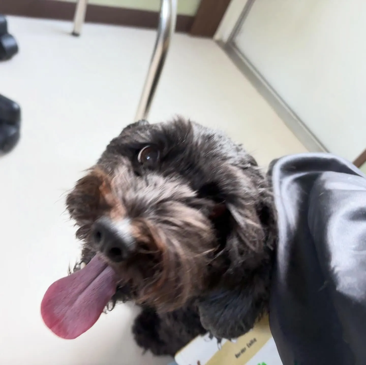 トリミングのセットメニューをご利用頂いたわんこたち🎶