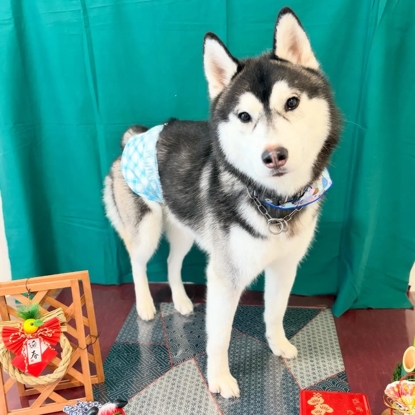 トリミングのセットメニューをご利用頂いたわんこたち🎶