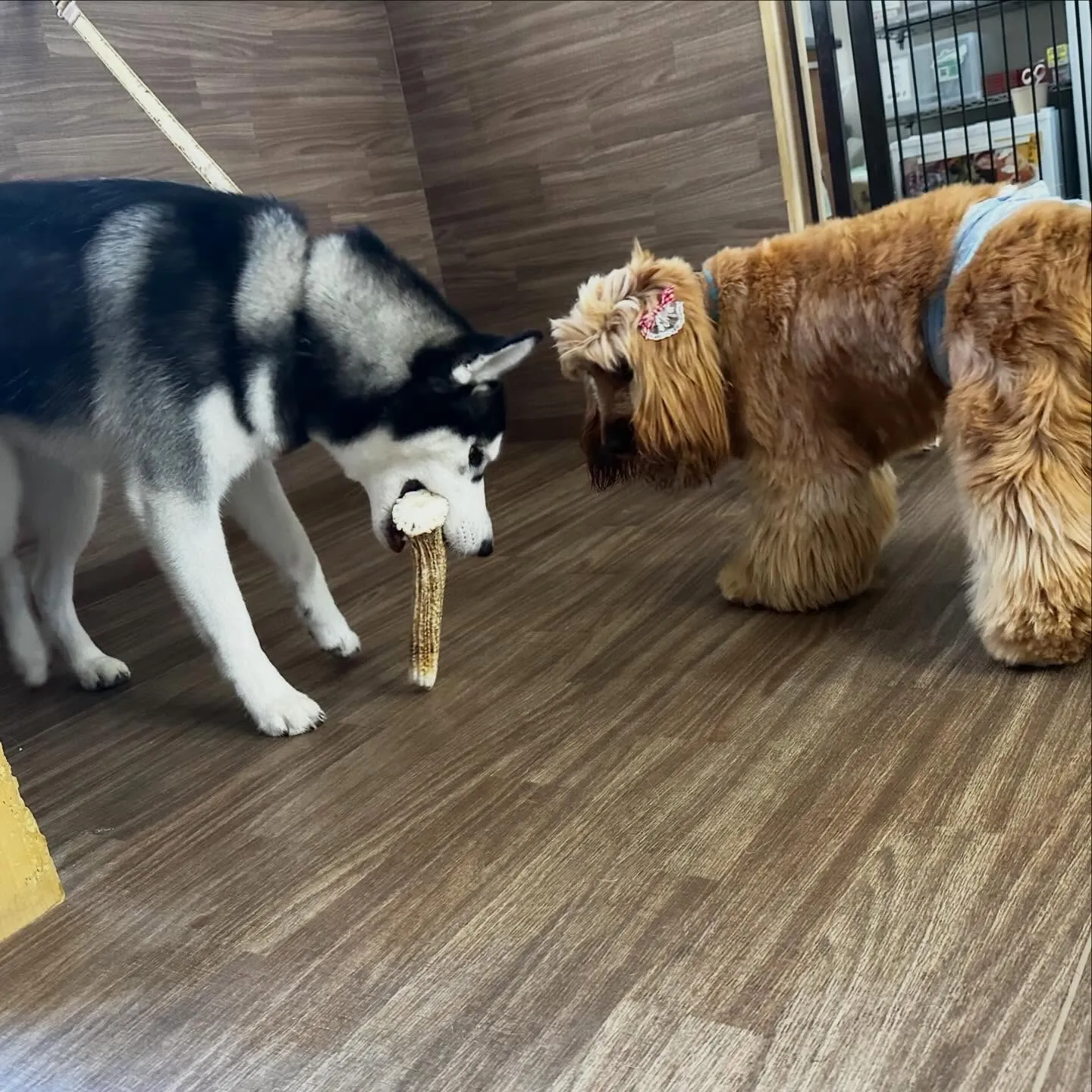 トリミングのセットメニューをご利用頂いたわんこたち🎶