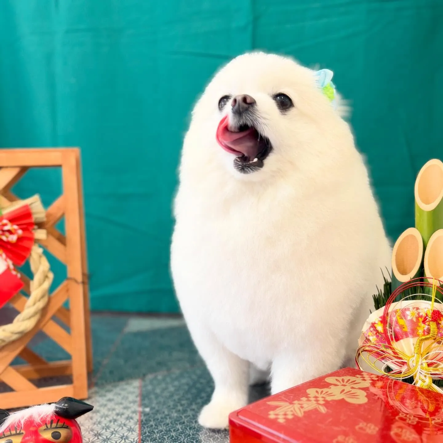 トリミングのセットメニューをご利用頂いたわんこたち🎶