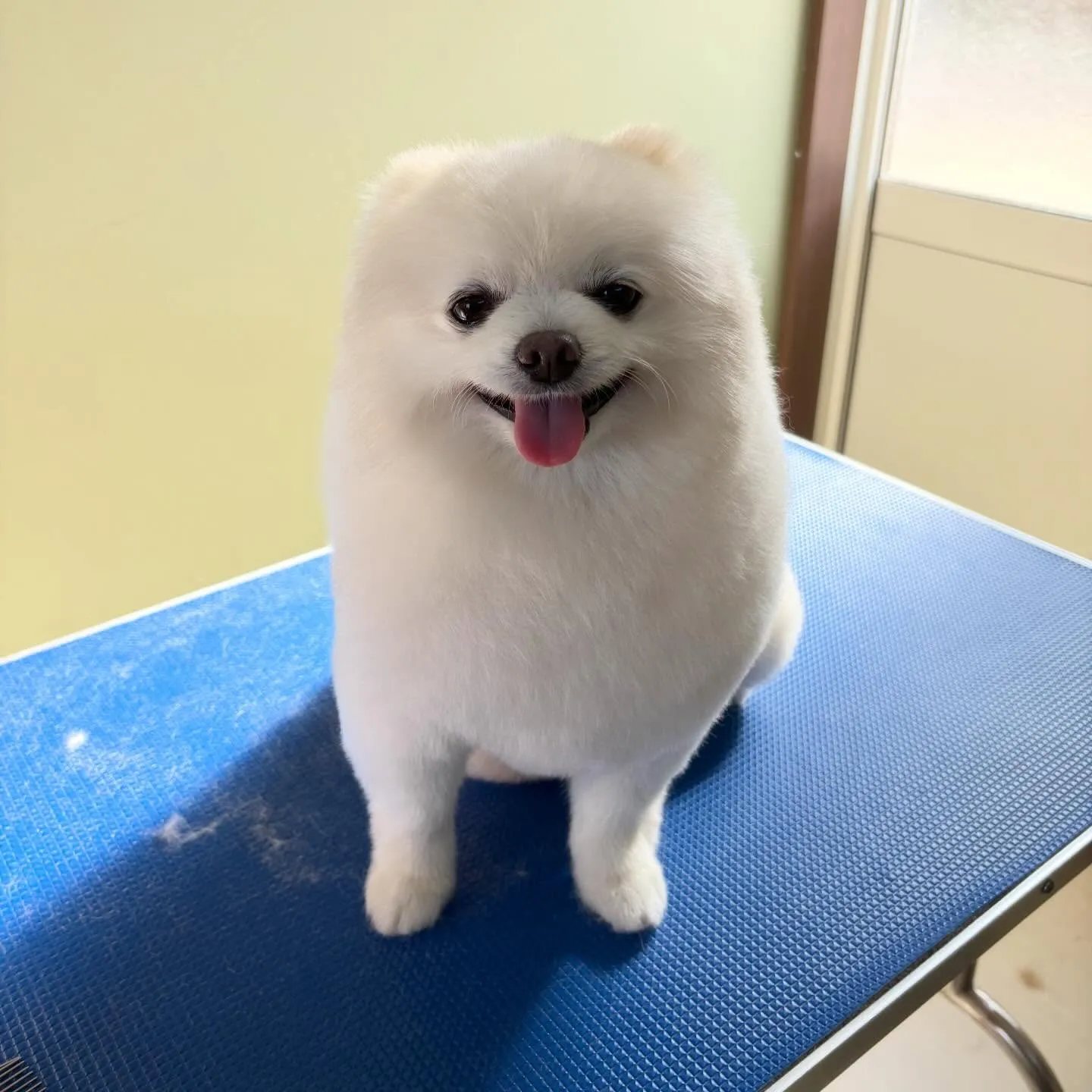 トリミングのセットメニューをご利用頂いたわんこたち🎶