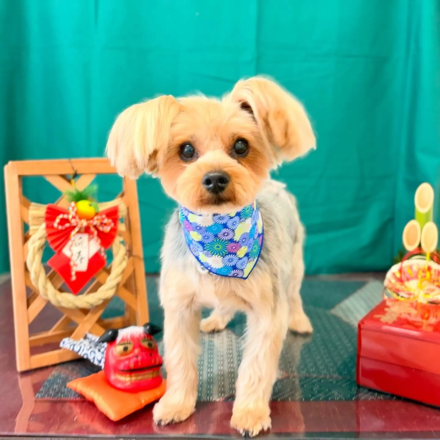 トリミングのセットメニューをご利用頂いたわんこたち🎶