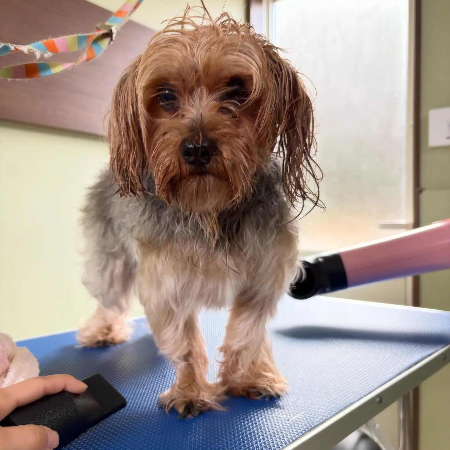 トリミングのセットメニューをご利用頂いたわんこたち🎶