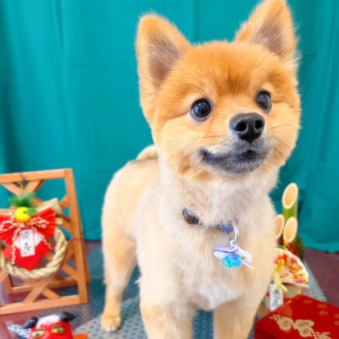 トリミングのセットメニューをご利用頂いたわんこたち🎶