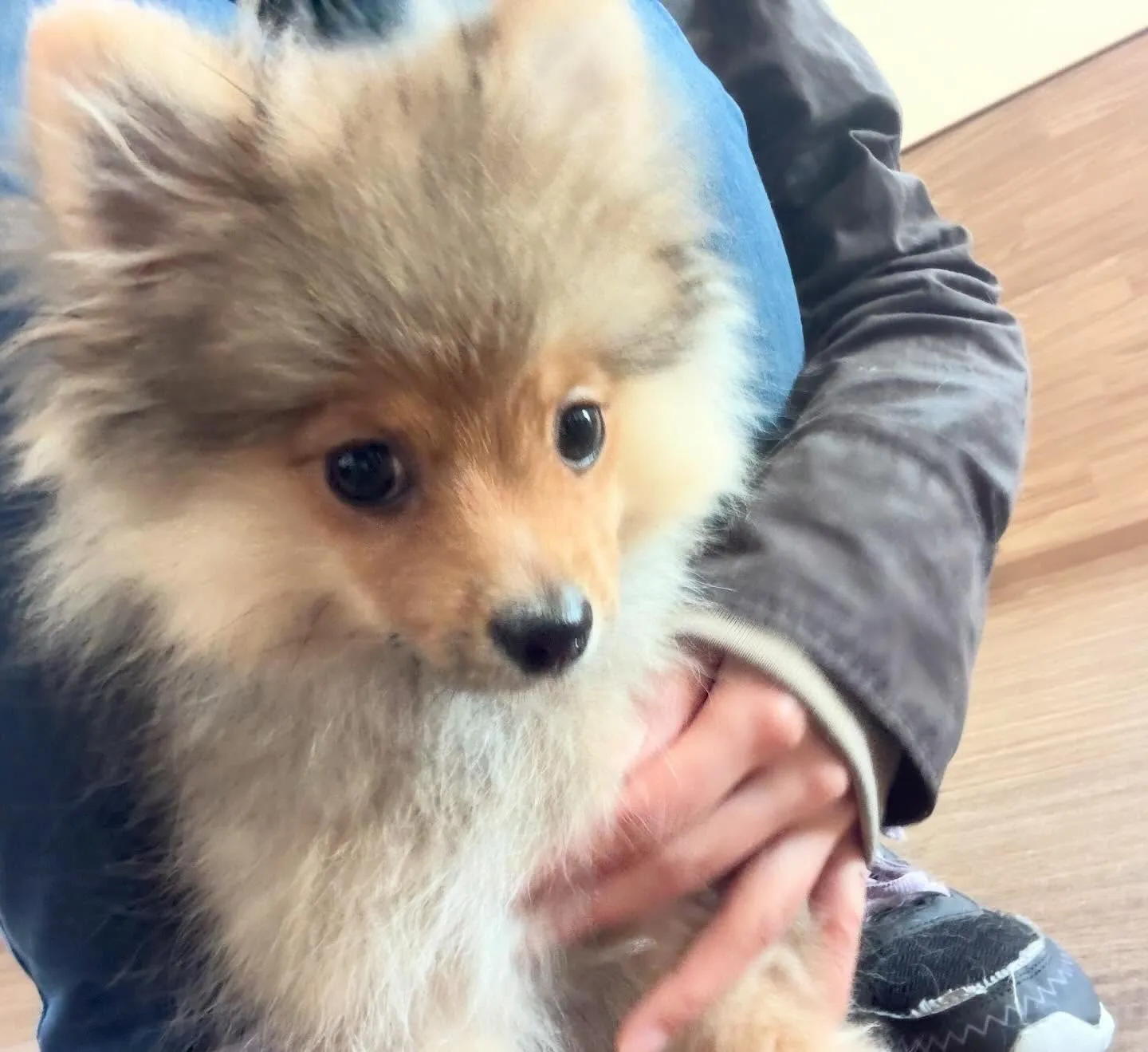 トリミングのセットメニューをご利用頂いたわんこたち🎶