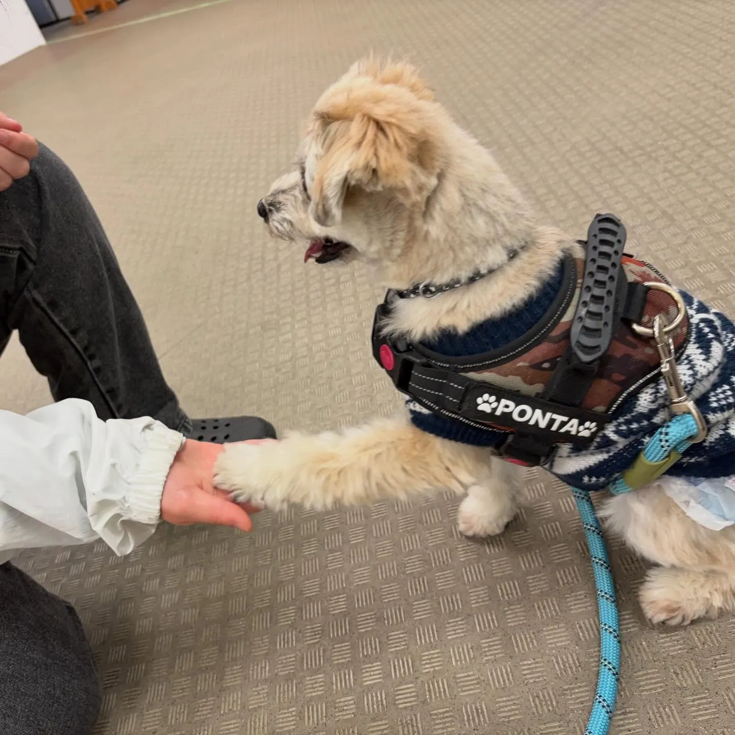 昨日はぽん太くんと一緒に専門学校に行ってきました🚗³₃