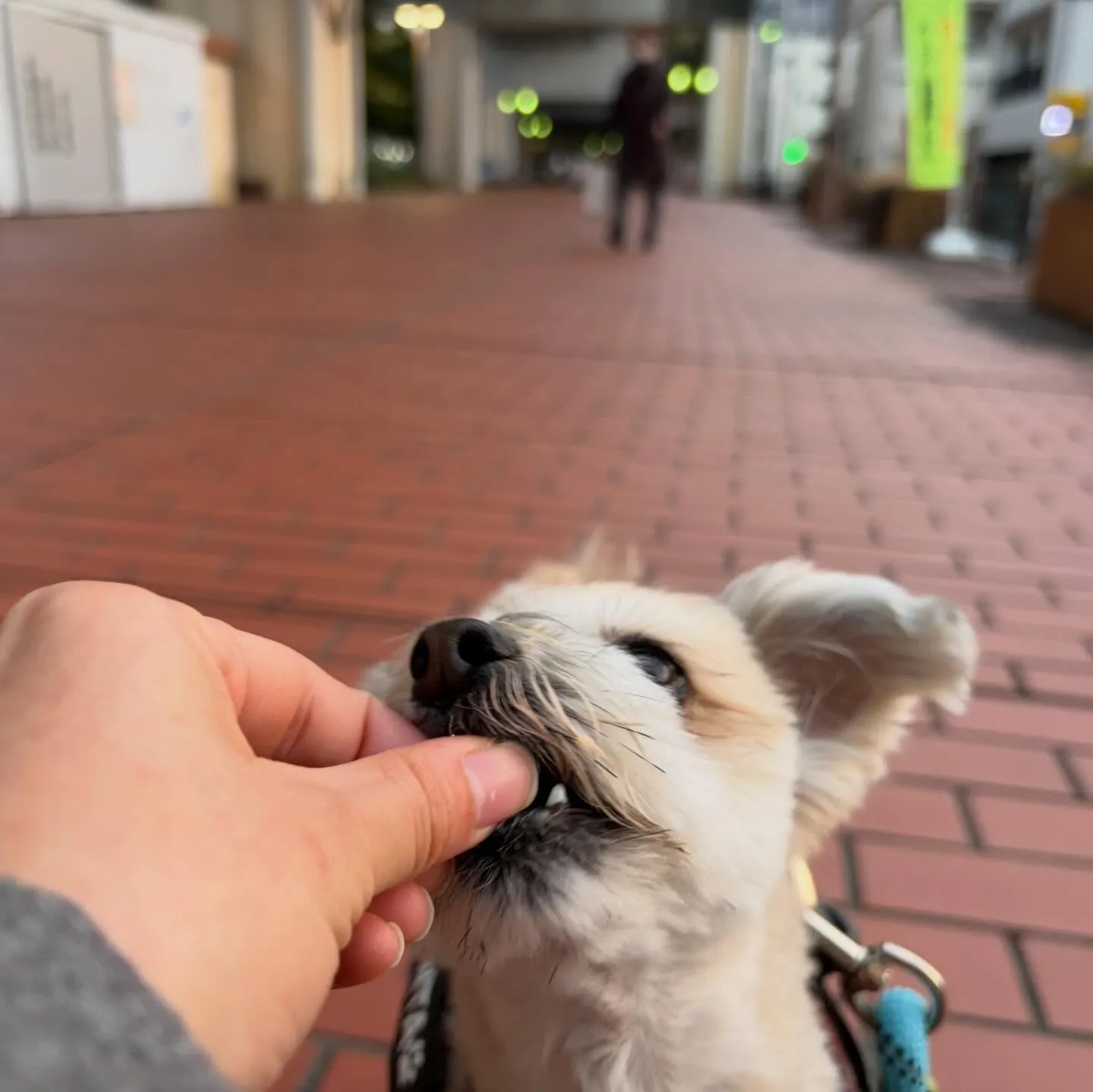 昨日はぽん太くんと一緒に専門学校に行ってきました🚗³₃