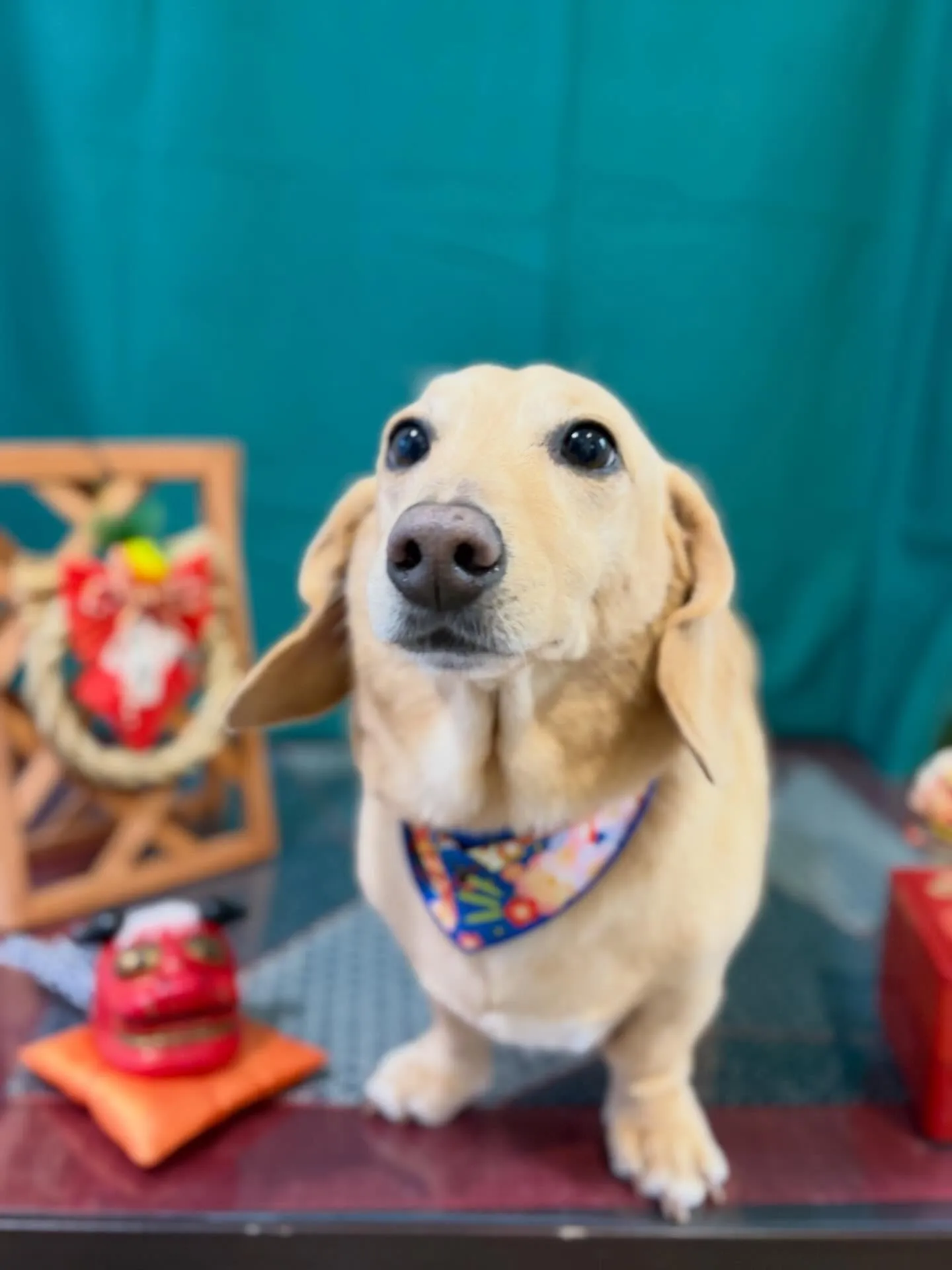 トリミングのセットメニューできてくれたわんこたち🐾