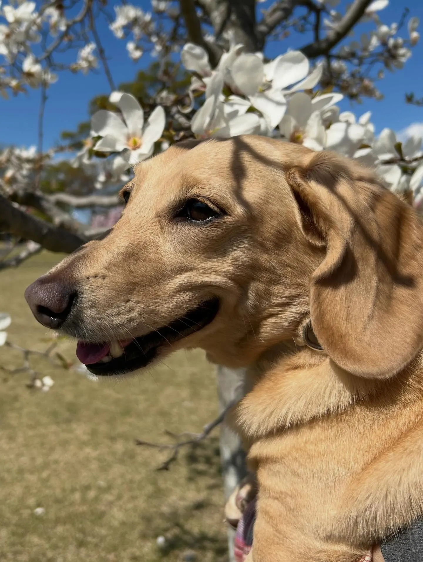 トリミングのセットメニューできてくれたわんこたち🐾
