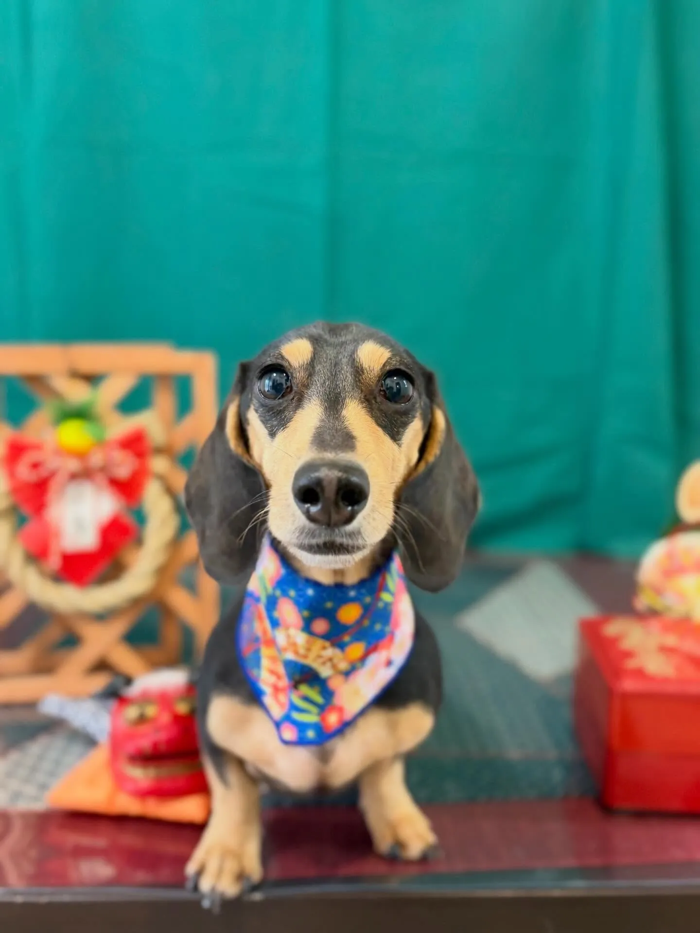 トリミングのセットメニューできてくれたわんこたち🐾