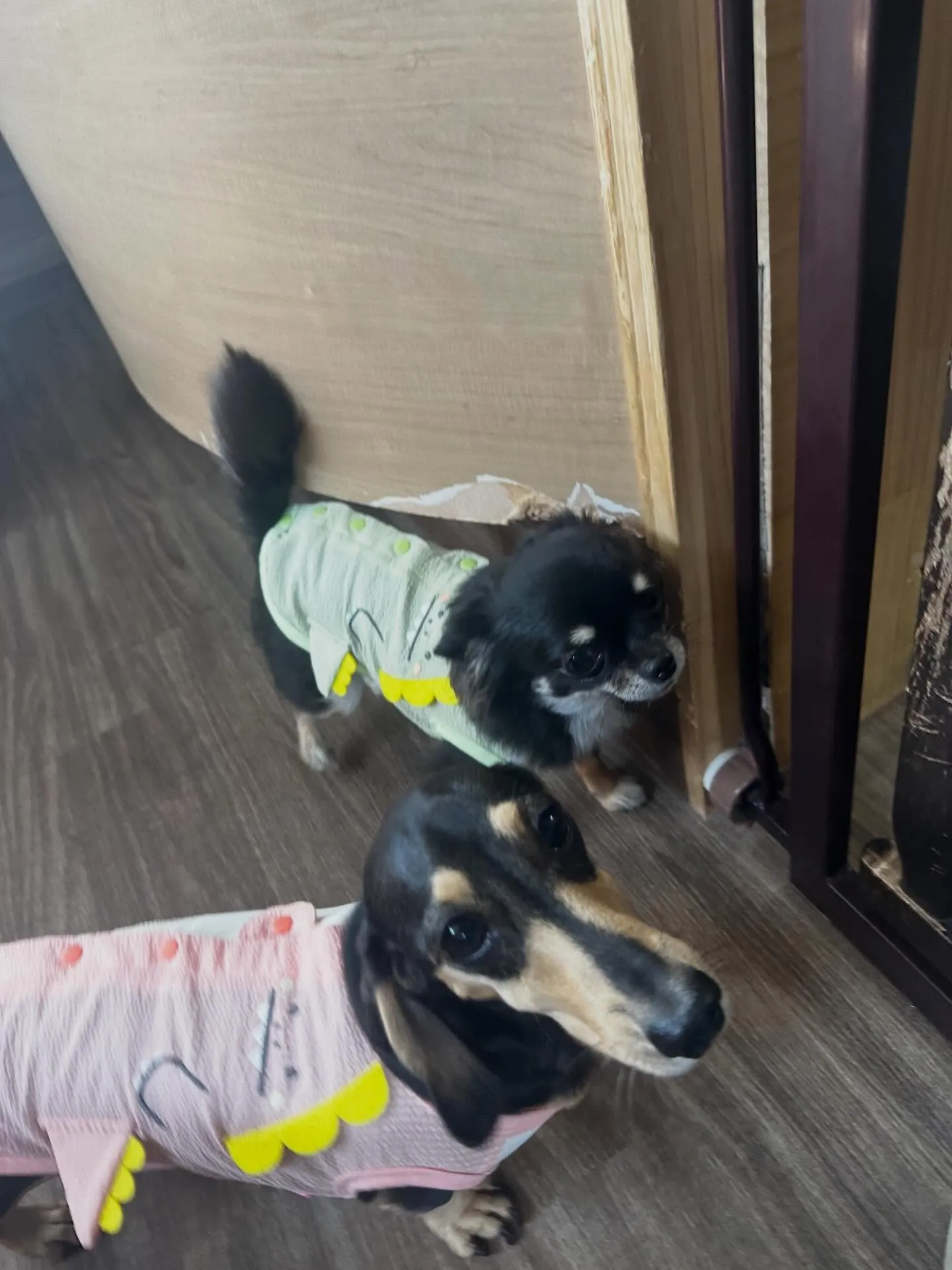 トリミングのセットメニューできてくれたわんこたち🐾