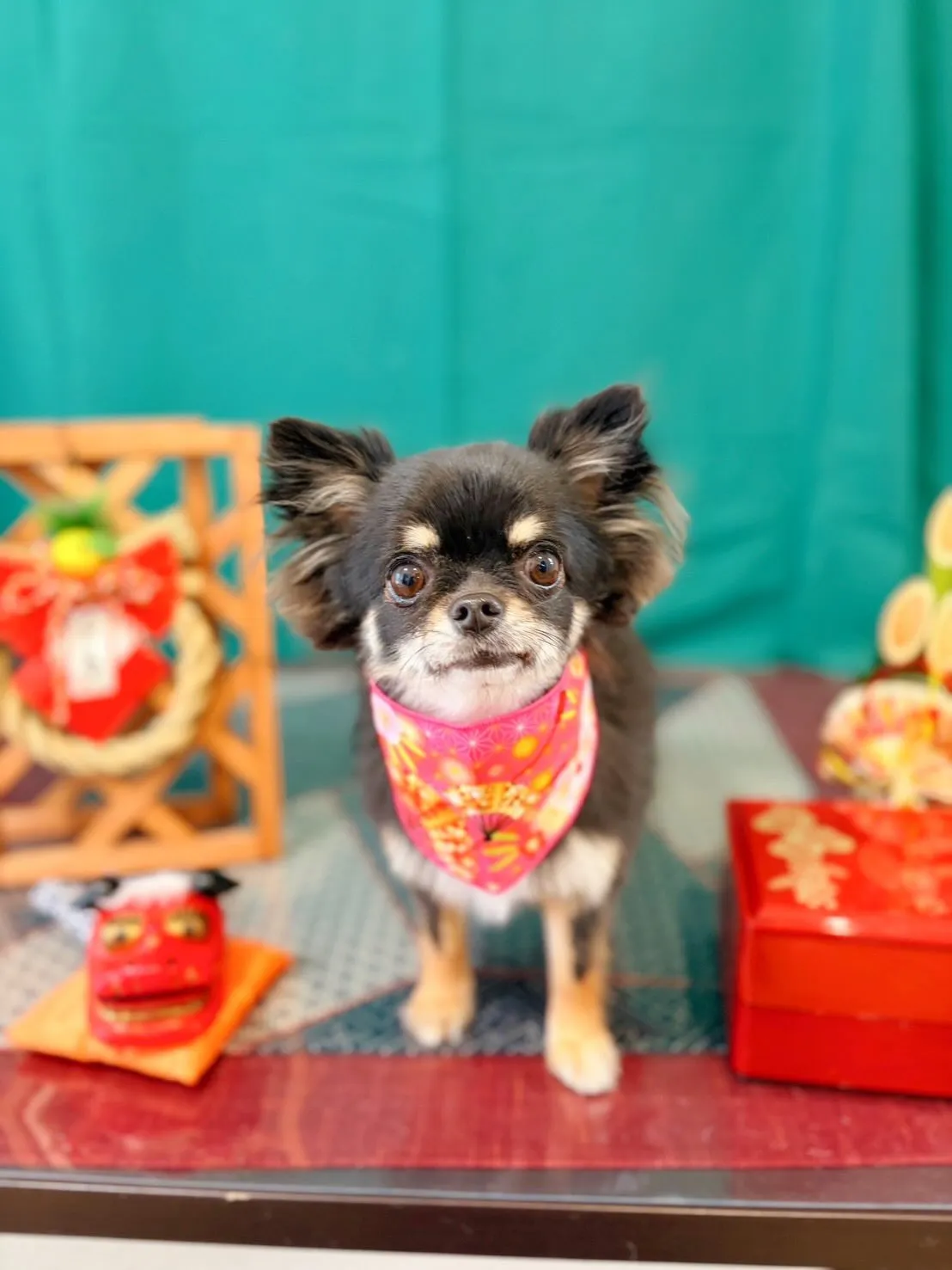 トリミングのセットメニューできてくれたわんこたち🐾