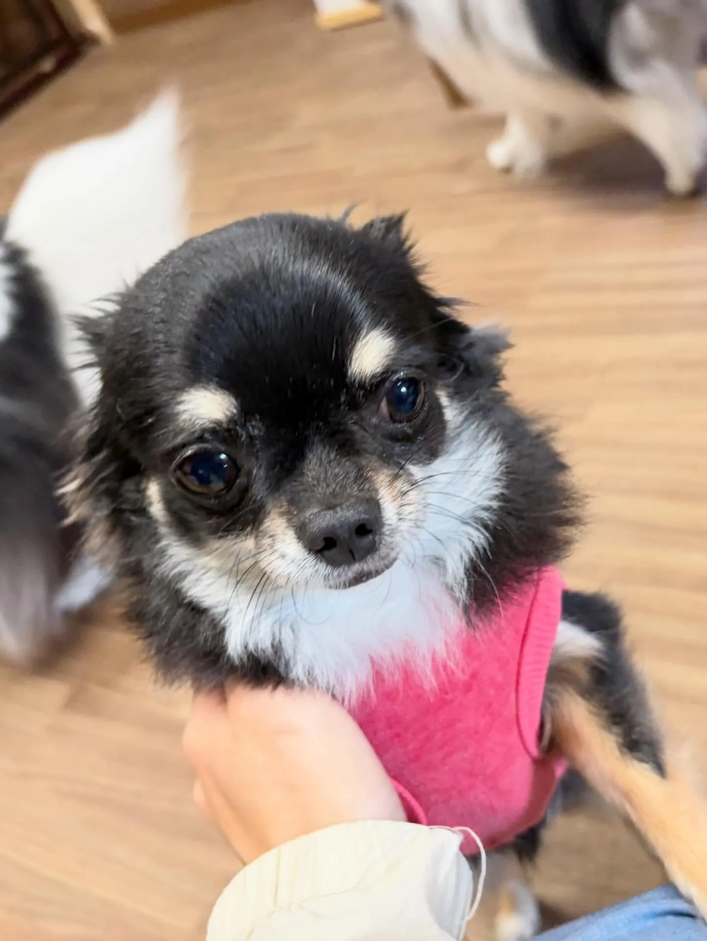 トリミングのセットメニューできてくれたわんこたち🐾