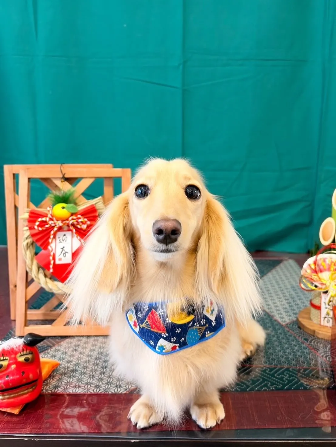 トリミングのセットメニューできてくれたわんこたち🐾