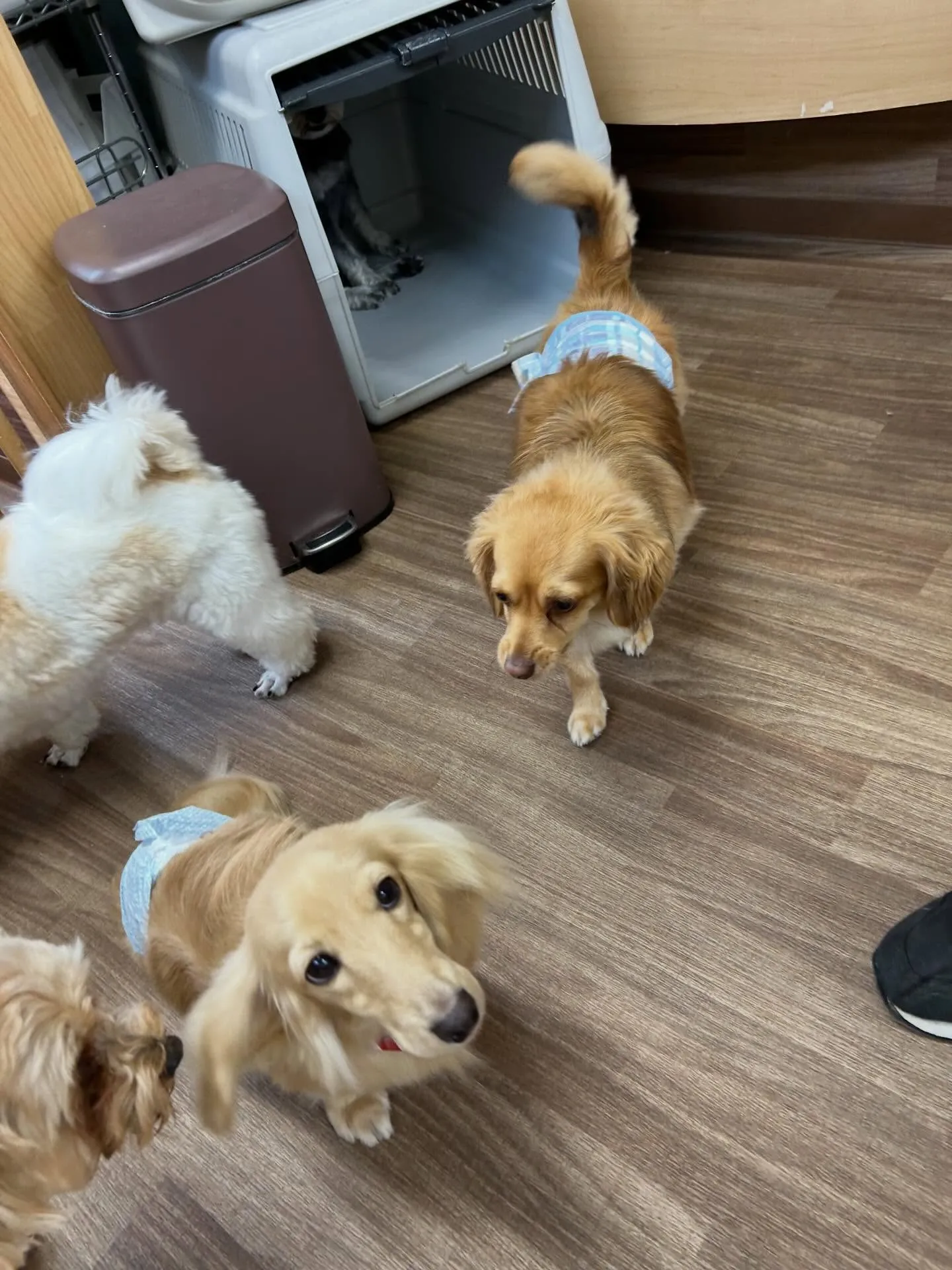 トリミングのセットメニューできてくれたわんこたち🐾