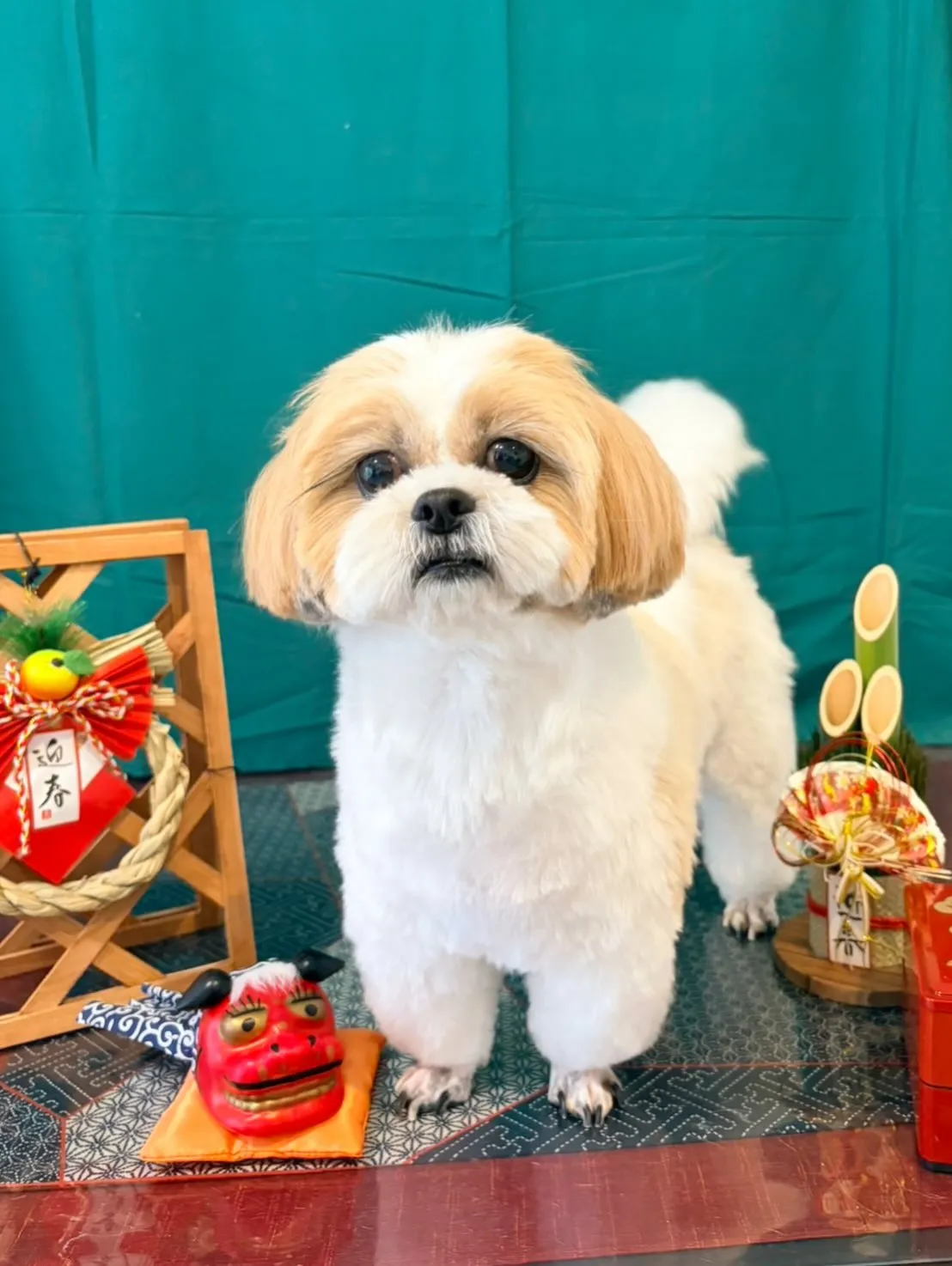 トリミングのセットメニューできてくれたわんこたち🐾