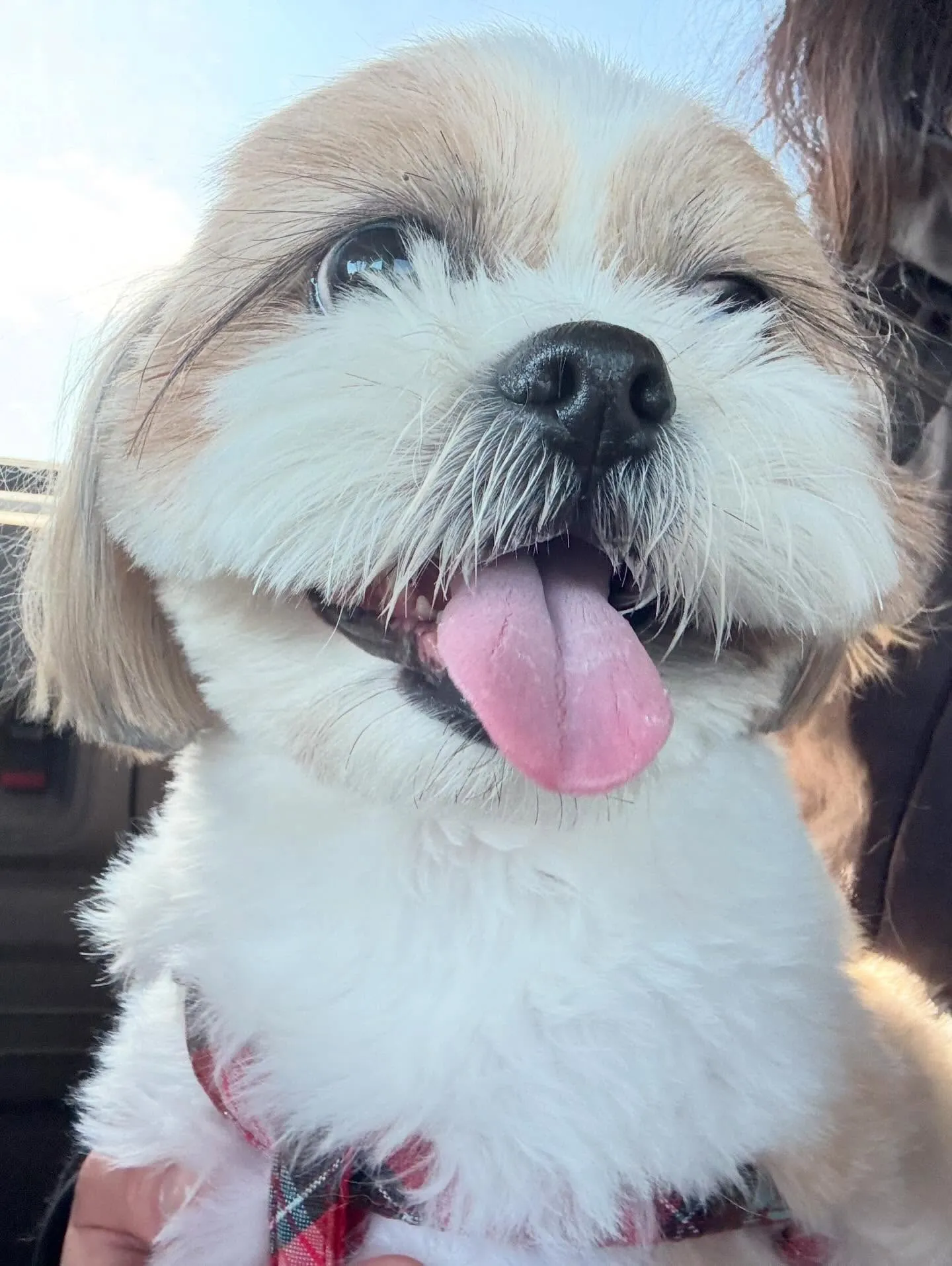 トリミングのセットメニューできてくれたわんこたち🐾