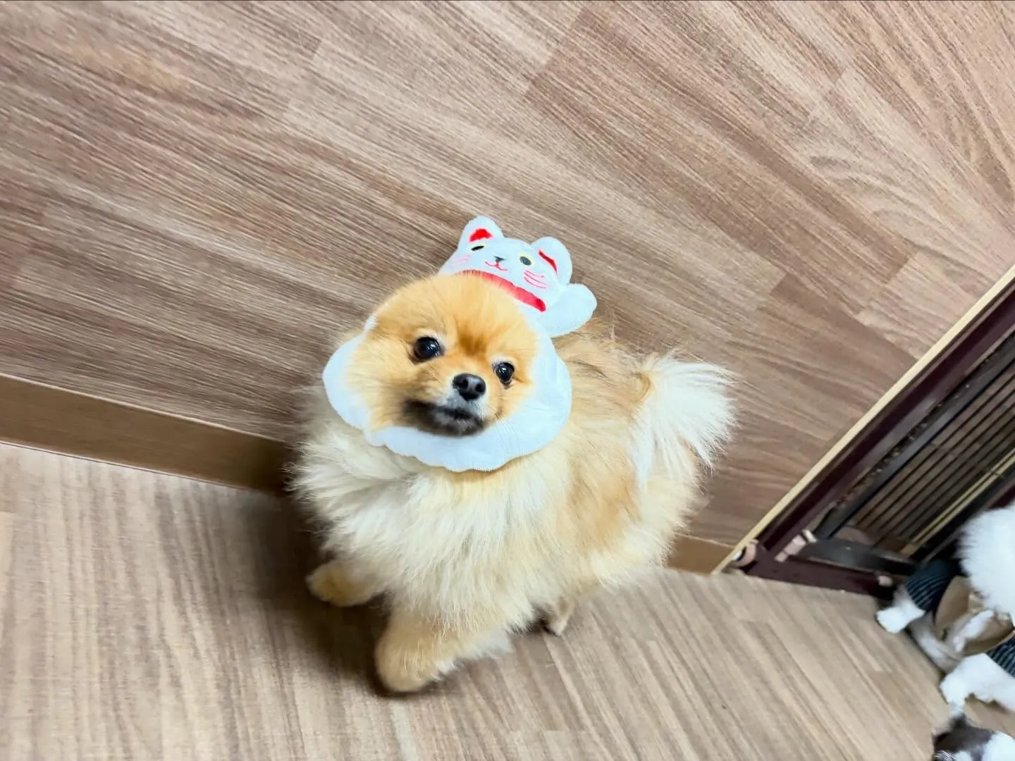 先日開催した新年イベントのアルバムが