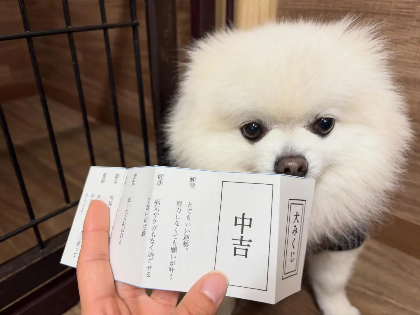 先日開催した新年イベントのアルバムが