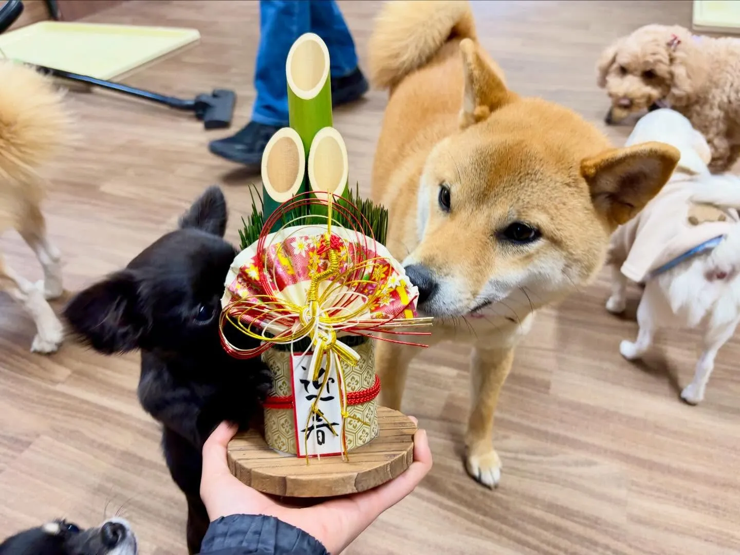 先日開催した新年イベントのアルバムが