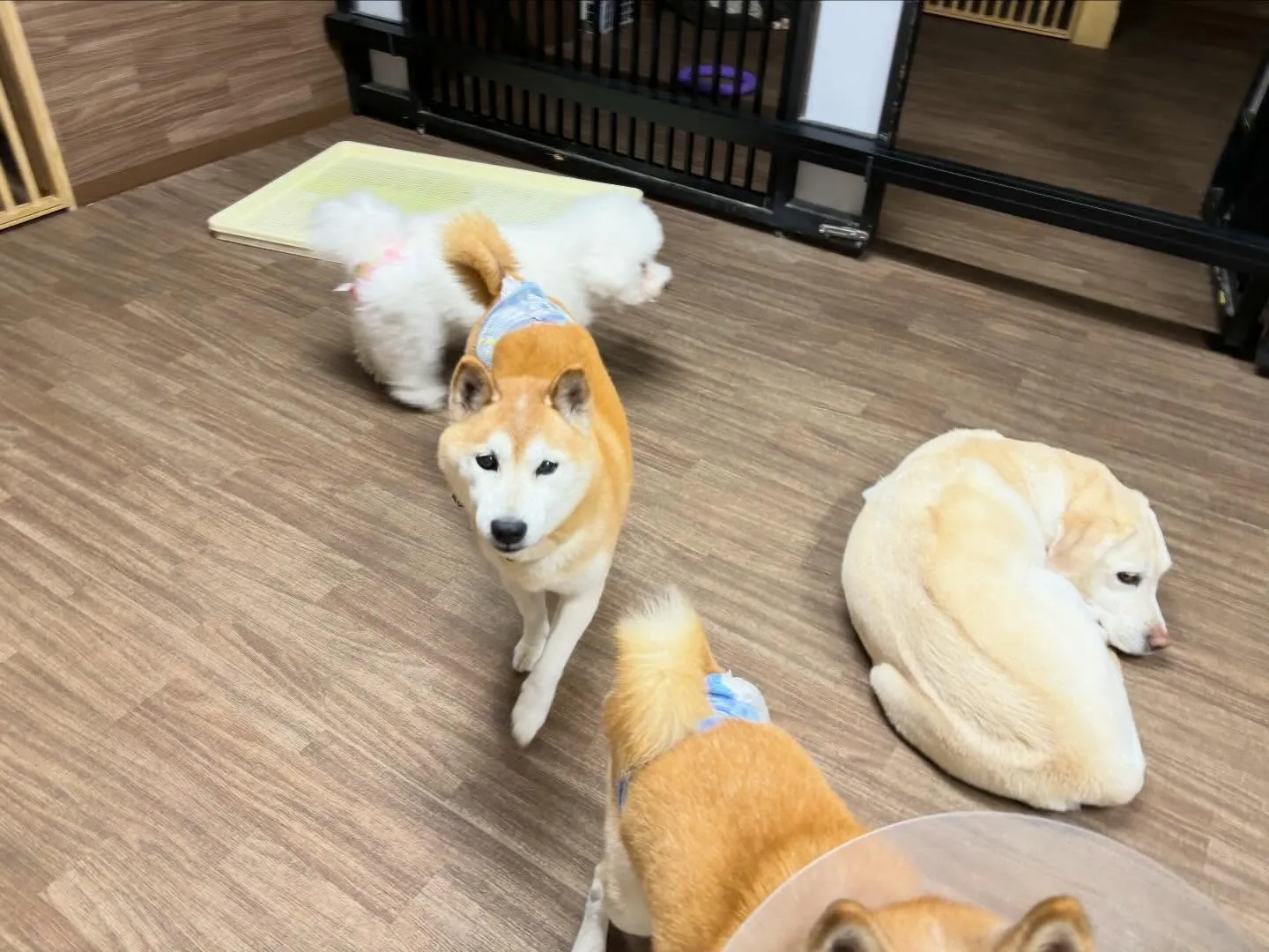 【落し物のご連絡】⁡