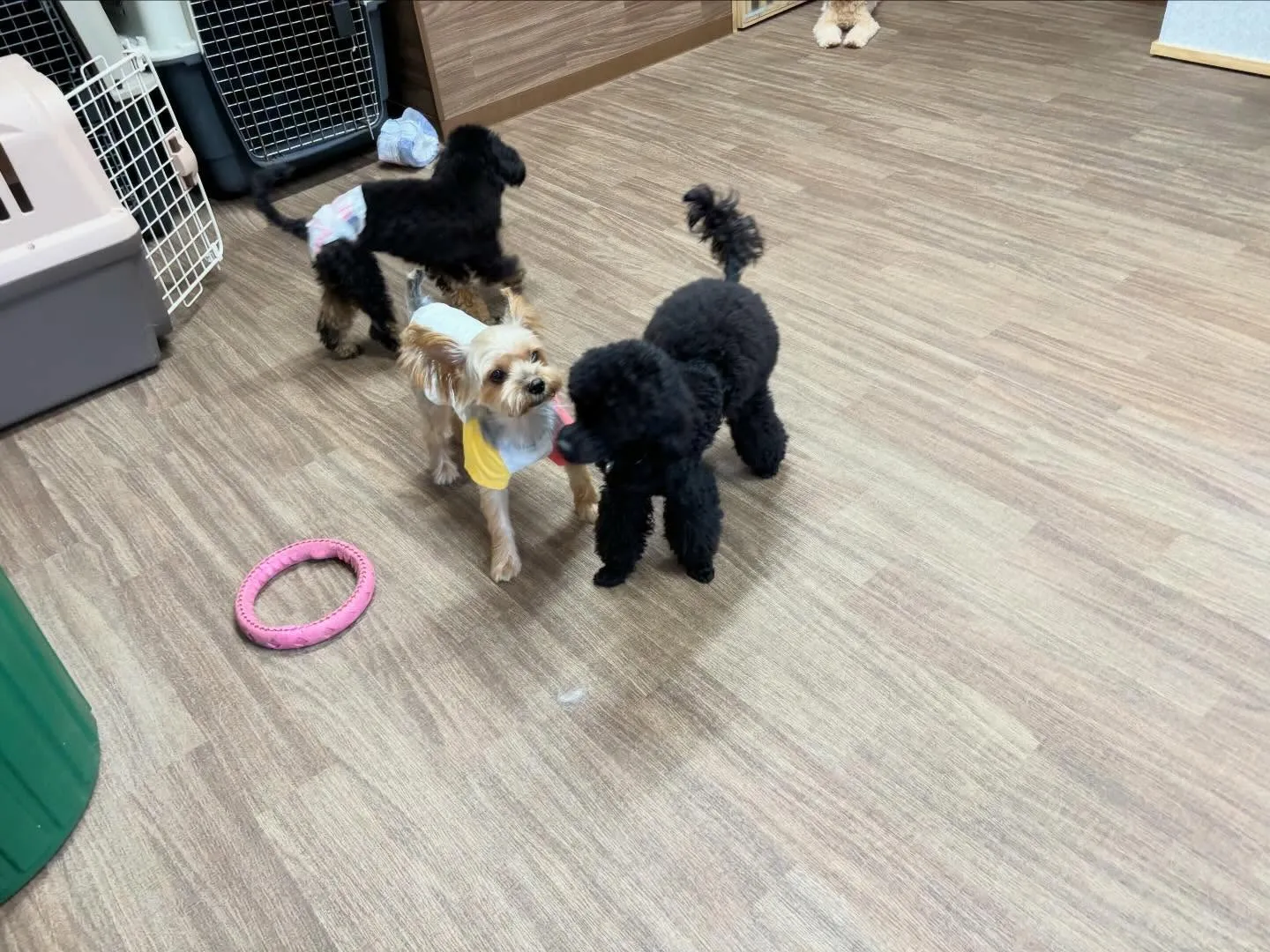 【落し物のご連絡】⁡