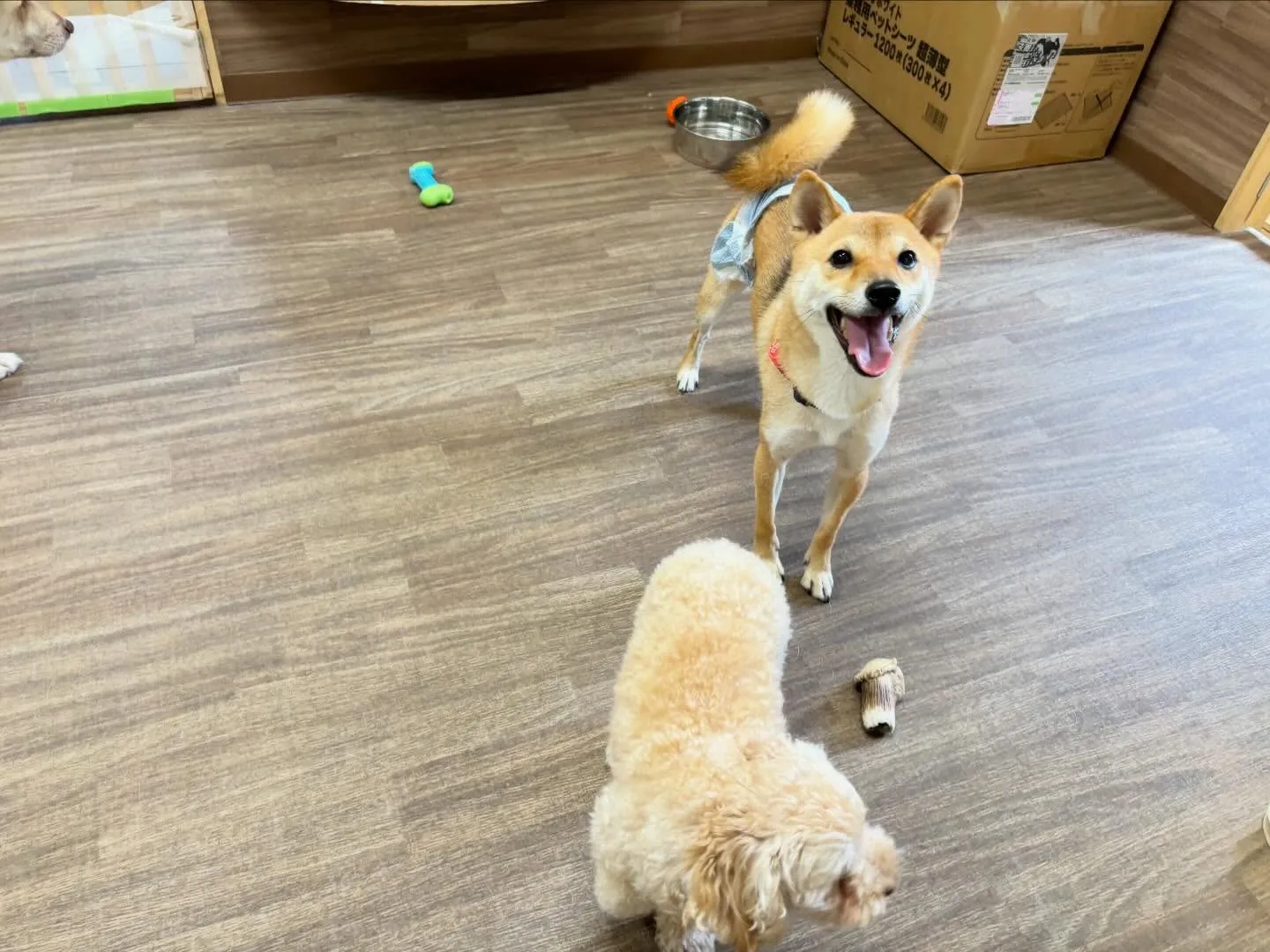 【落し物のご連絡】⁡