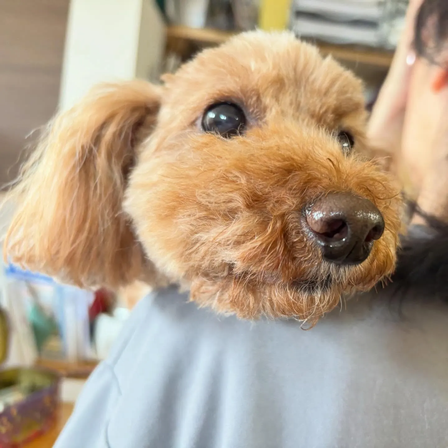 入会してくれたふくくんです❣️