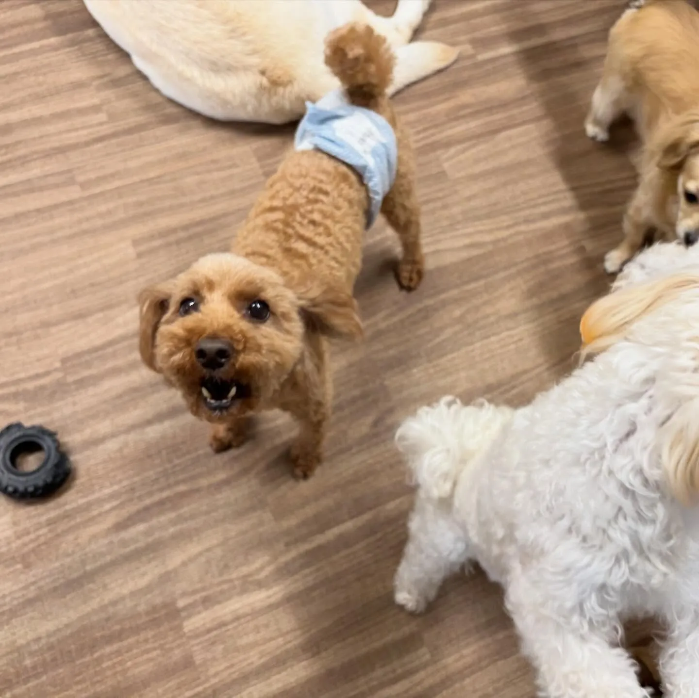 入会してくれたふくくんです❣️