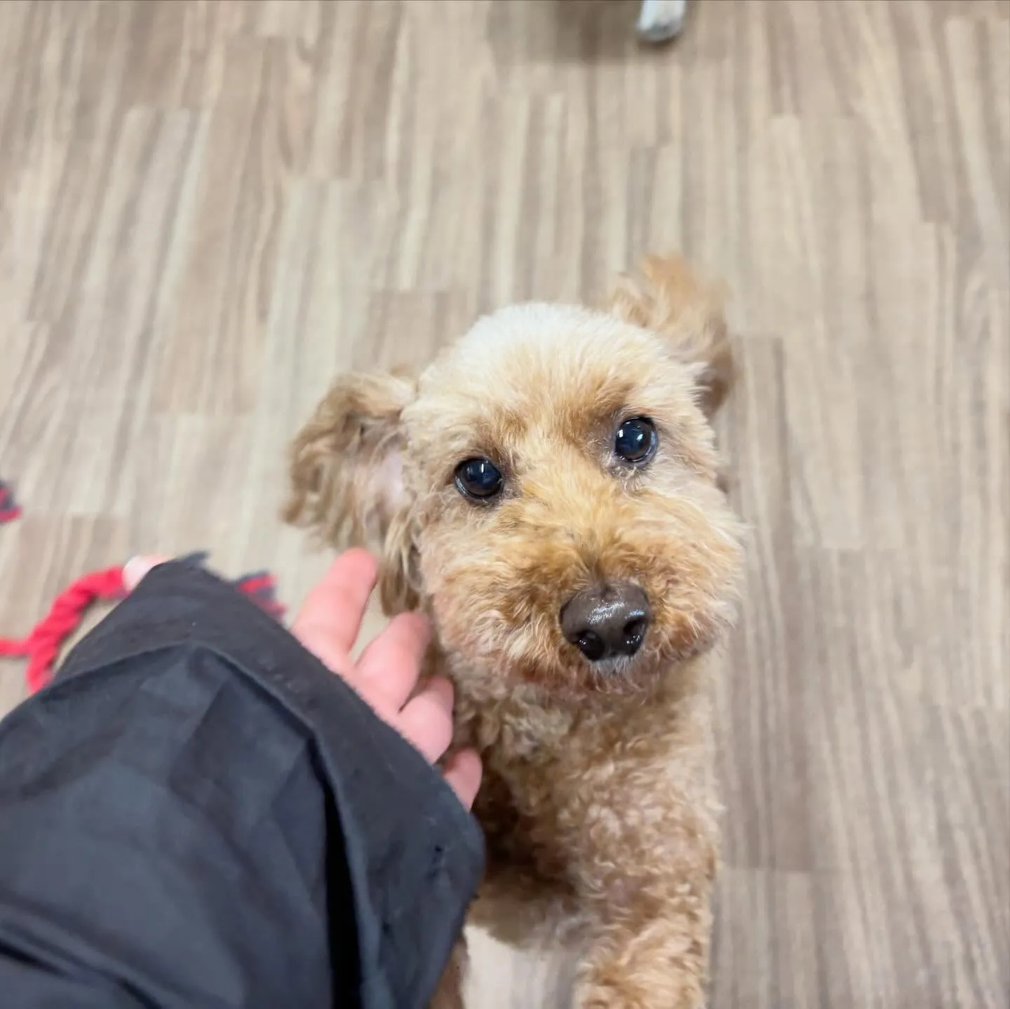 入会してくれたふくくんです❣️