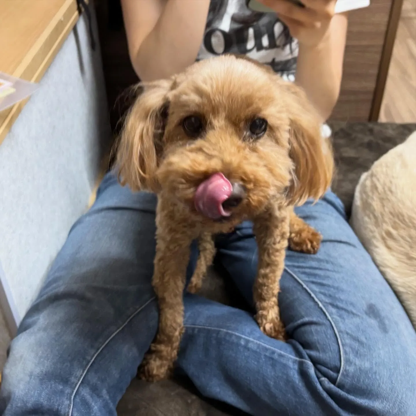 入会してくれたふくくんです❣️