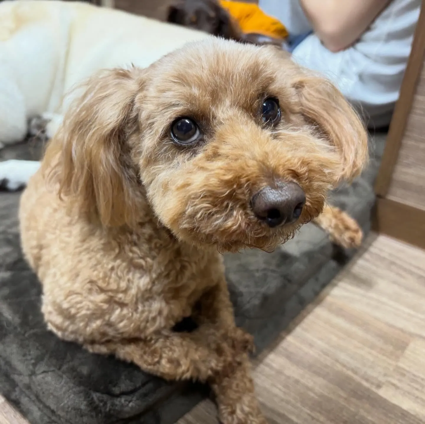 入会してくれたふくくんです❣️