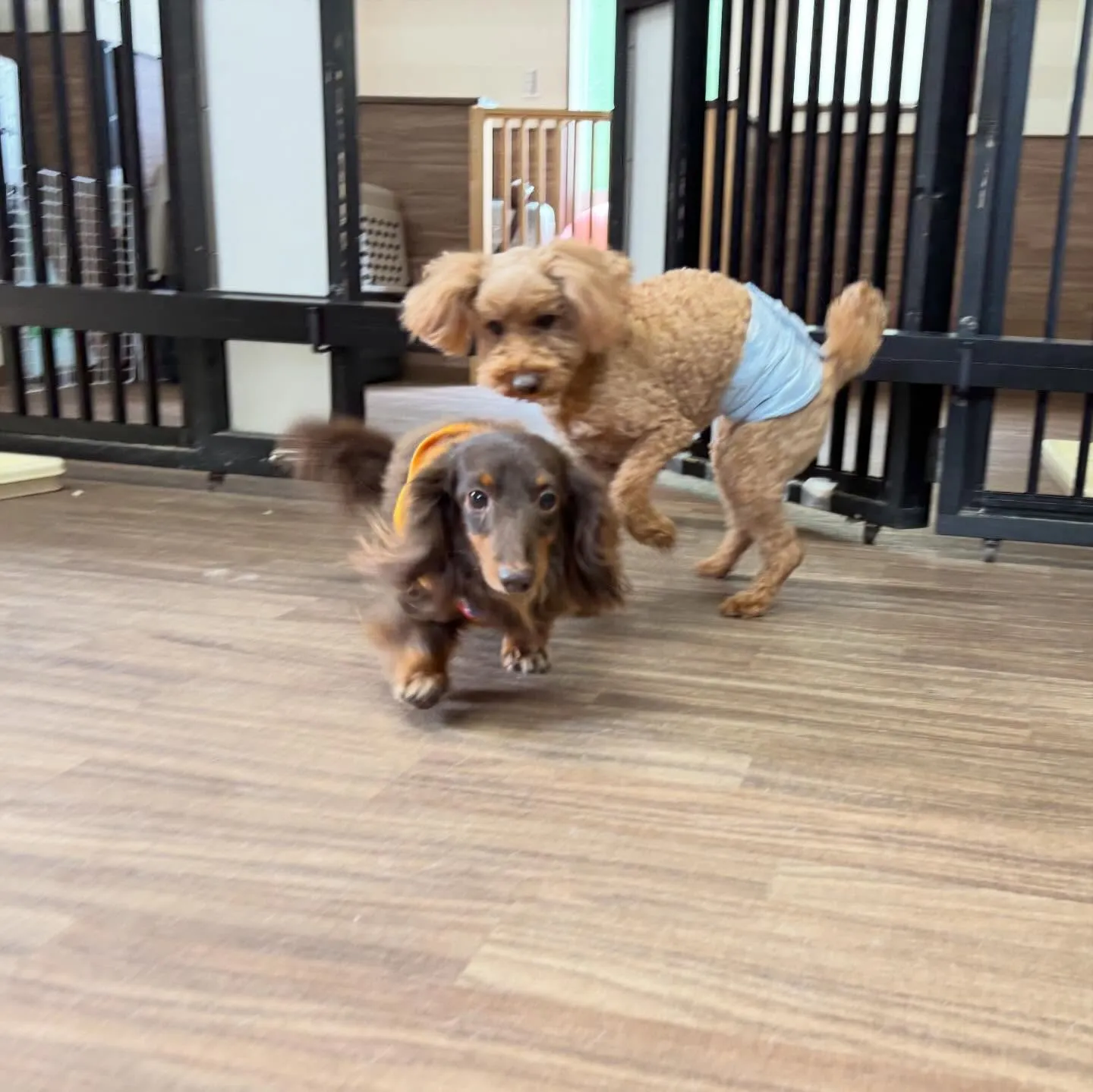 入会してくれたふくくんです❣️