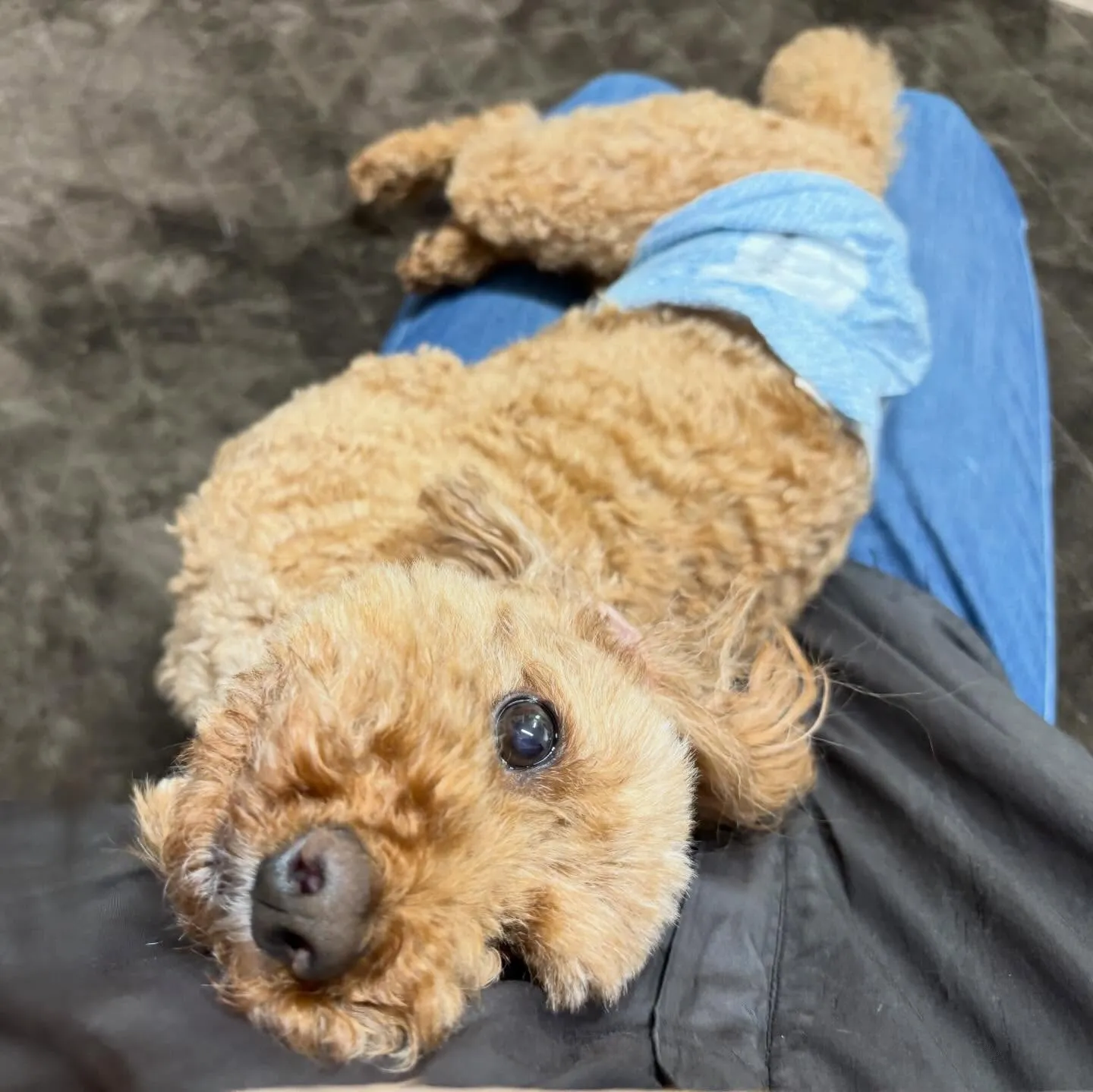 入会してくれたふくくんです❣️