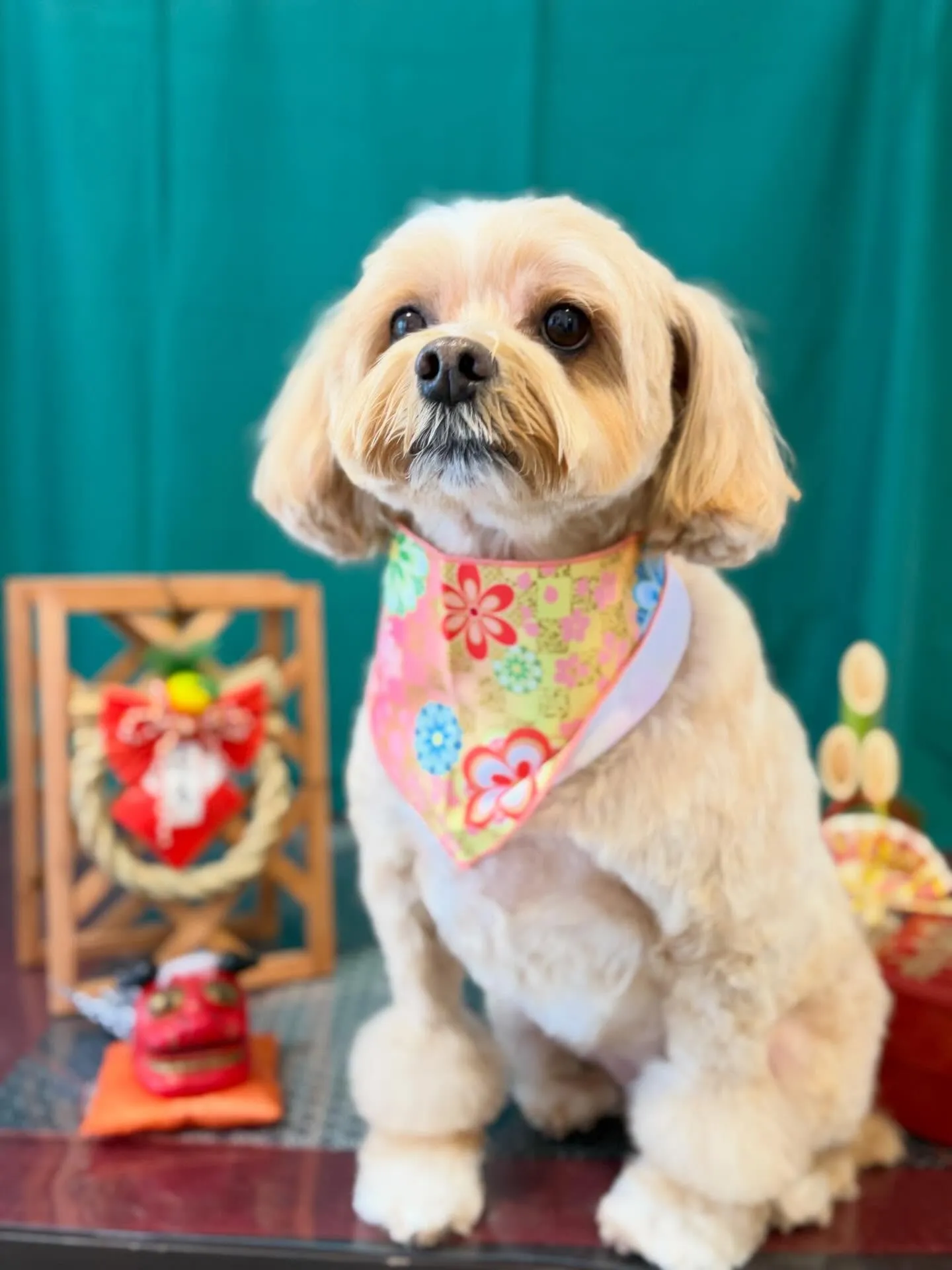 トリミングのセットメニューで来てくれたわんこたちです🌟