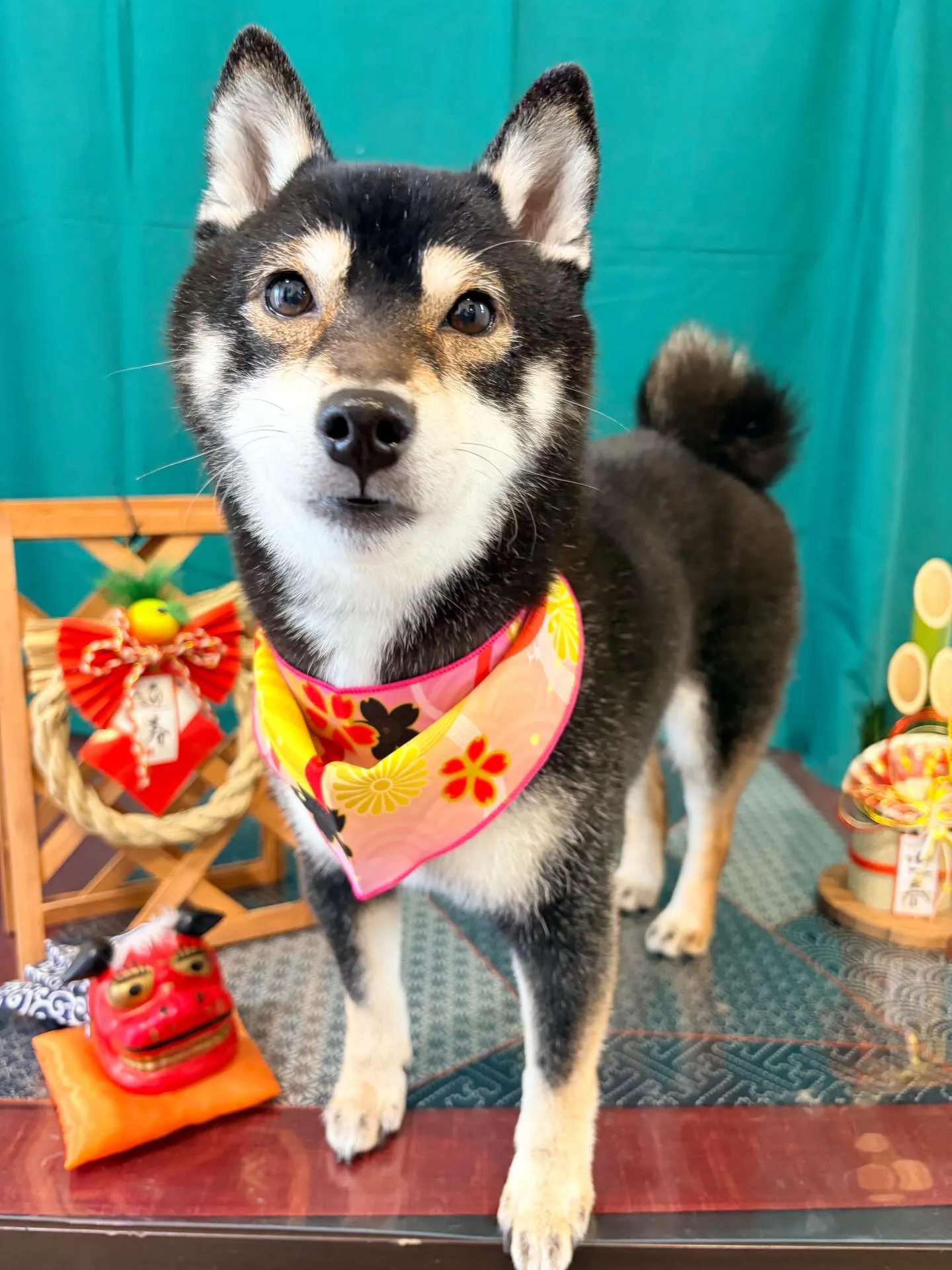 トリミングのセットメニューで来てくれたわんこたちです🌟