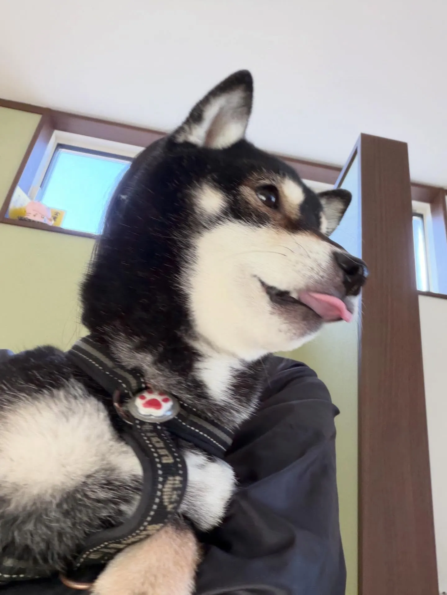 トリミングのセットメニューで来てくれたわんこたちです🌟