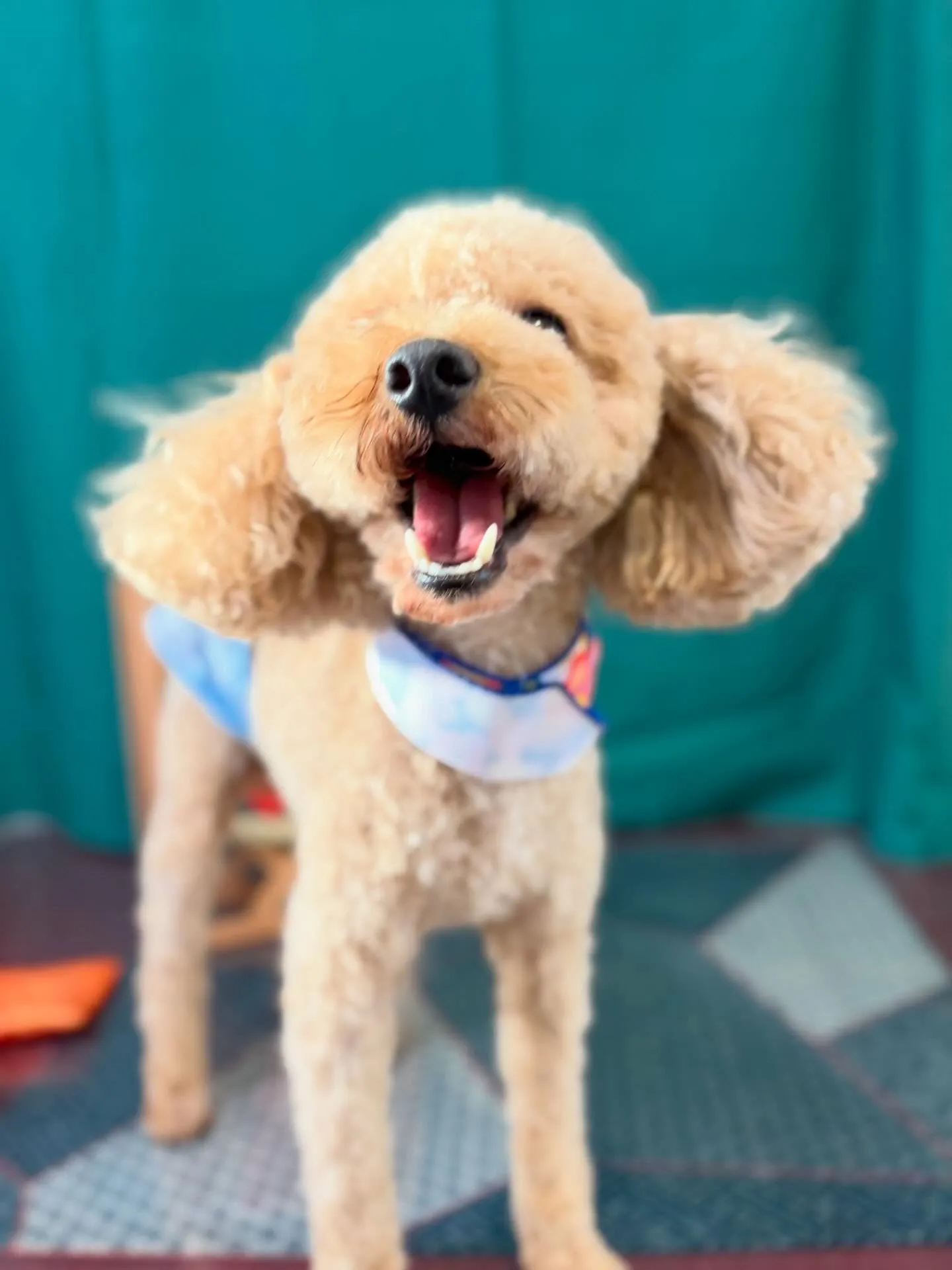 トリミングのセットメニューで来てくれたわんこたちです🌟