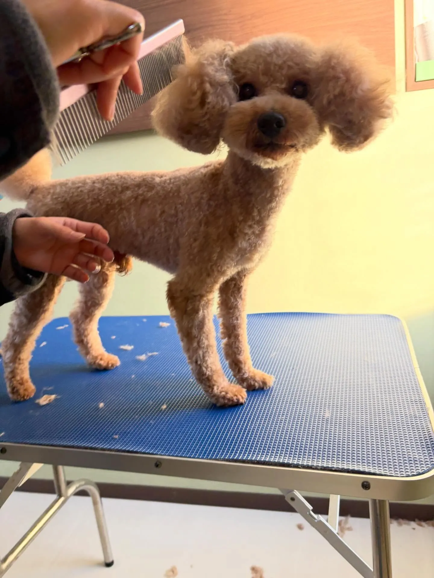 トリミングのセットメニューで来てくれたわんこたちです🌟