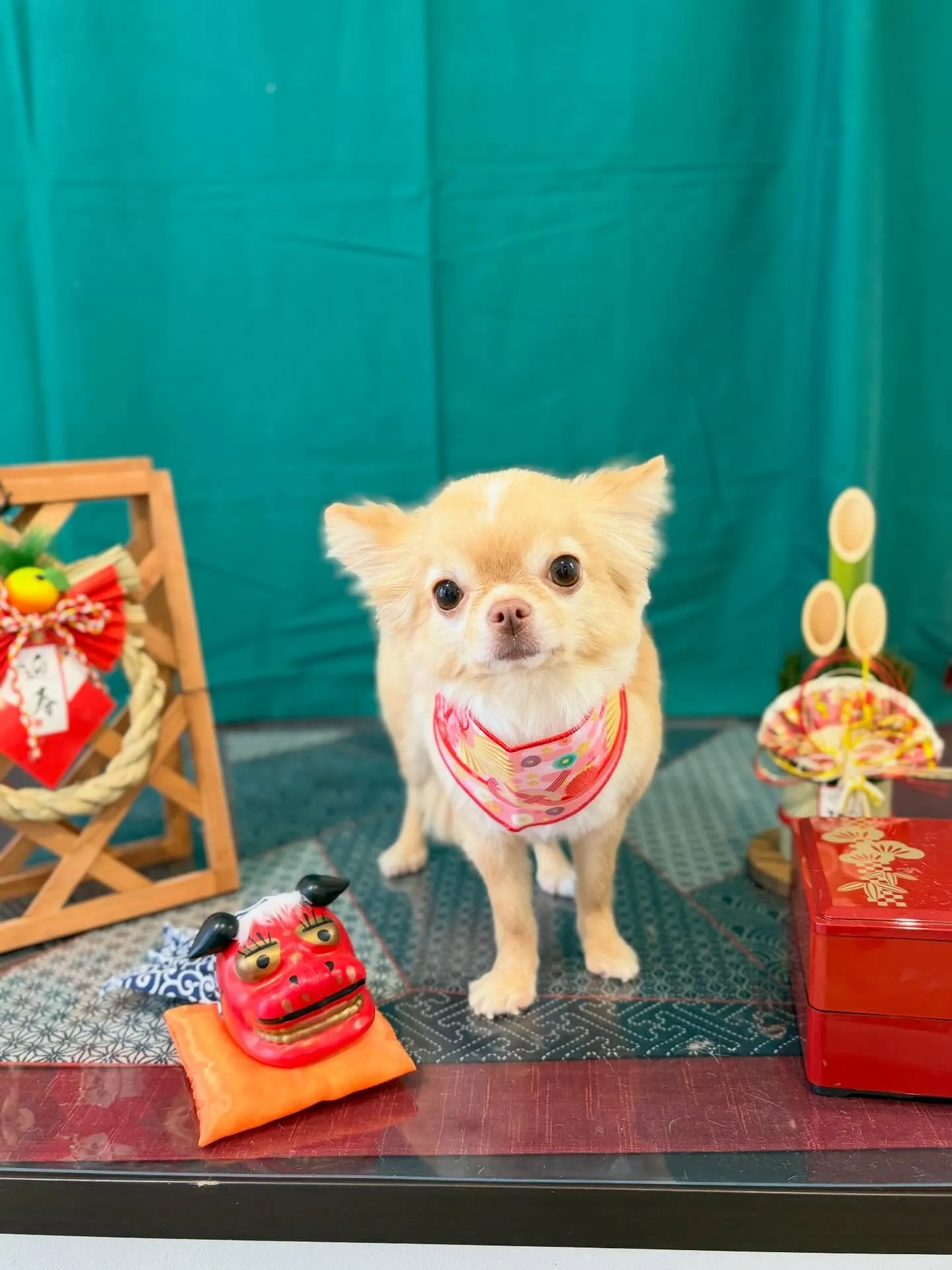 トリミングのセットメニューで来てくれたわんこたちです🌟