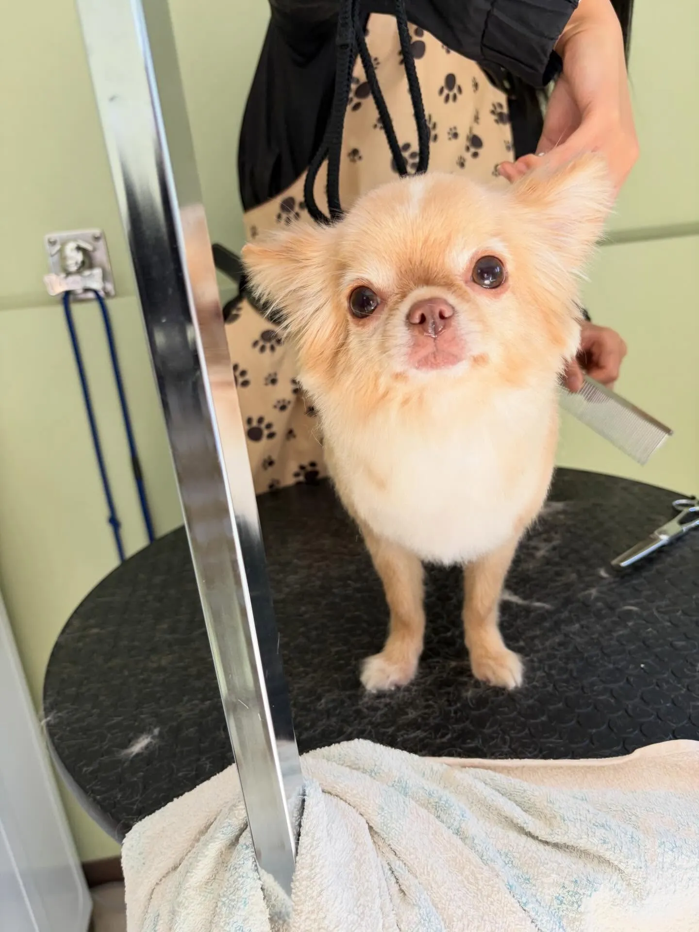 トリミングのセットメニューで来てくれたわんこたちです🌟