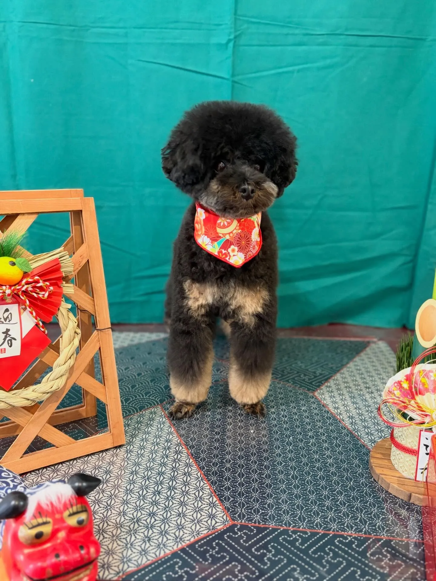 トリミングのセットメニューで来てくれたわんこたちです🌟