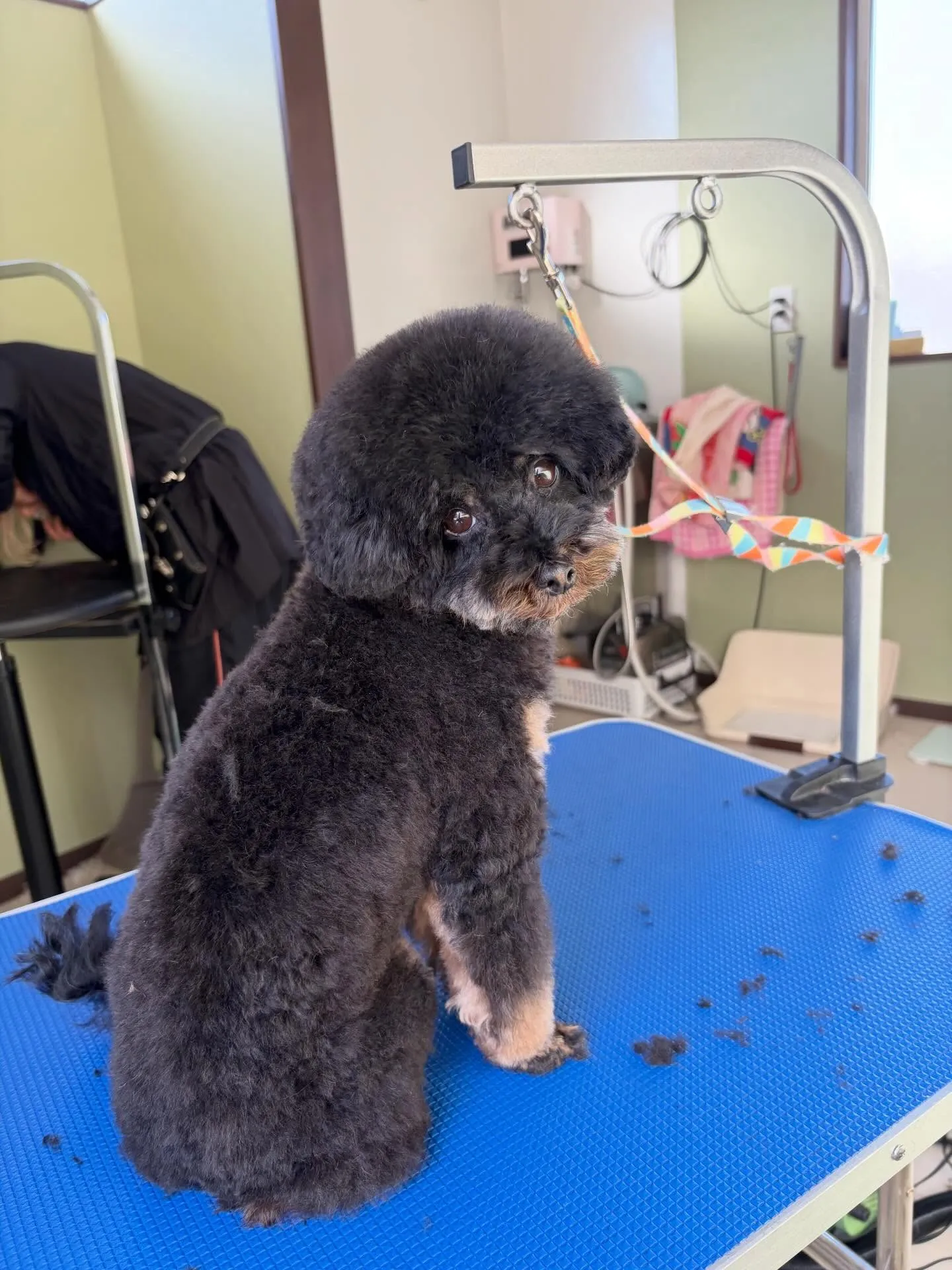 トリミングのセットメニューで来てくれたわんこたちです🌟