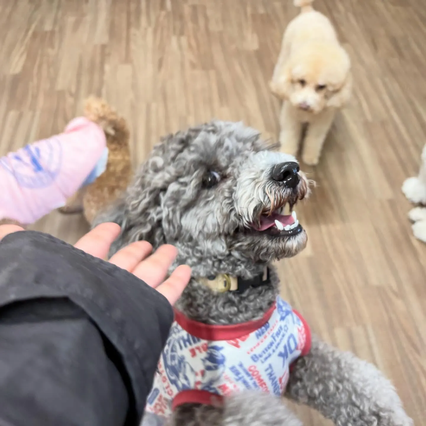 入会してくれたグクくんとヴィヴィくんです🌟