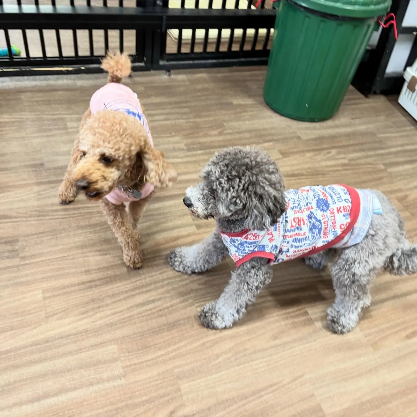 入会してくれたグクくんとヴィヴィくんです🌟