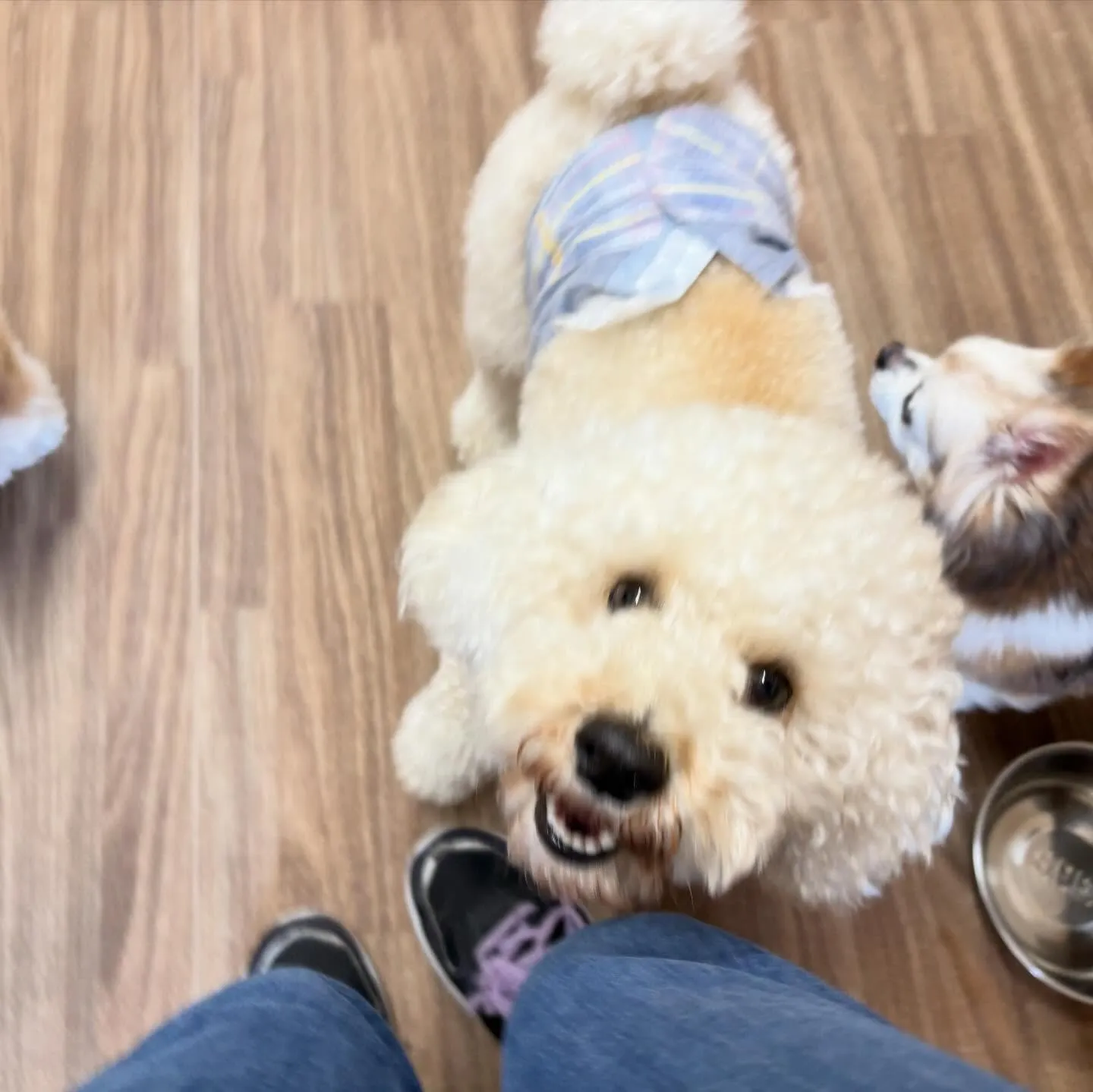 入会してくれたグクくんとヴィヴィくんです🌟