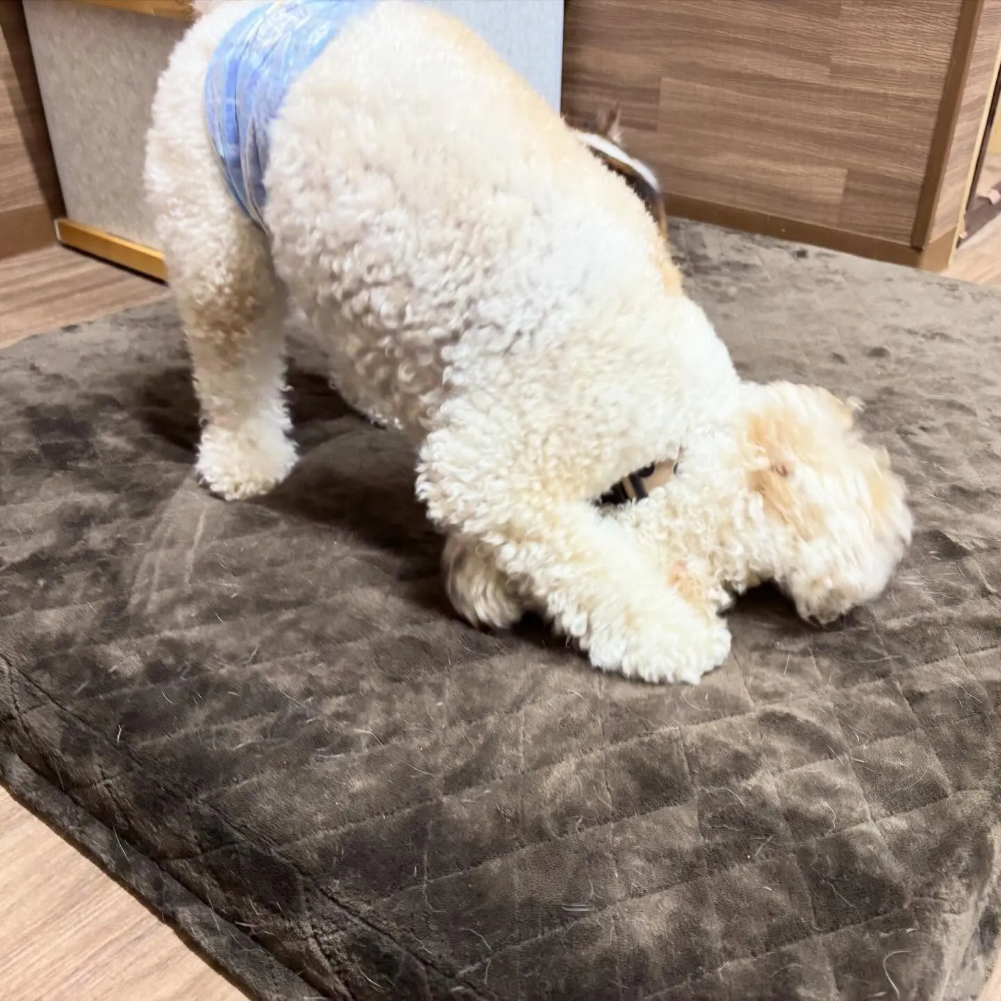 入会してくれたグクくんとヴィヴィくんです🌟