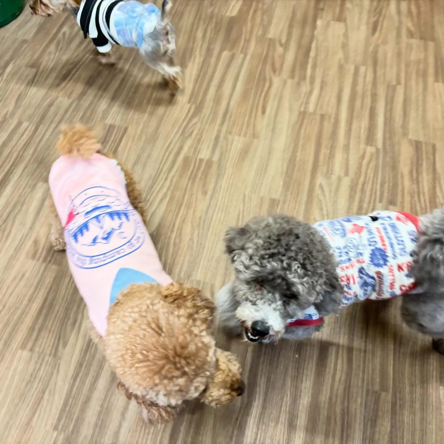 入会してくれたグクくんとヴィヴィくんです🌟